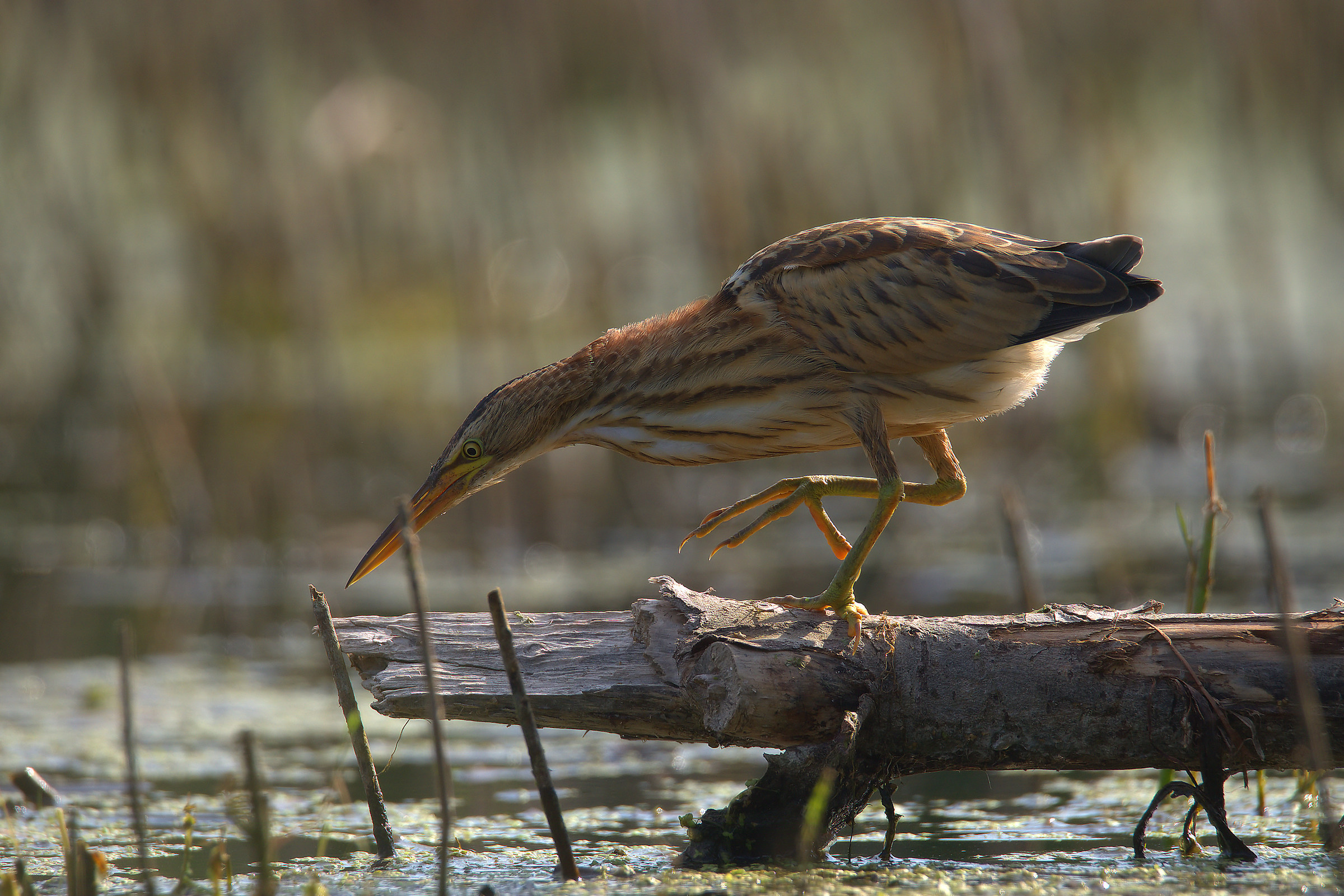 Little Bittern