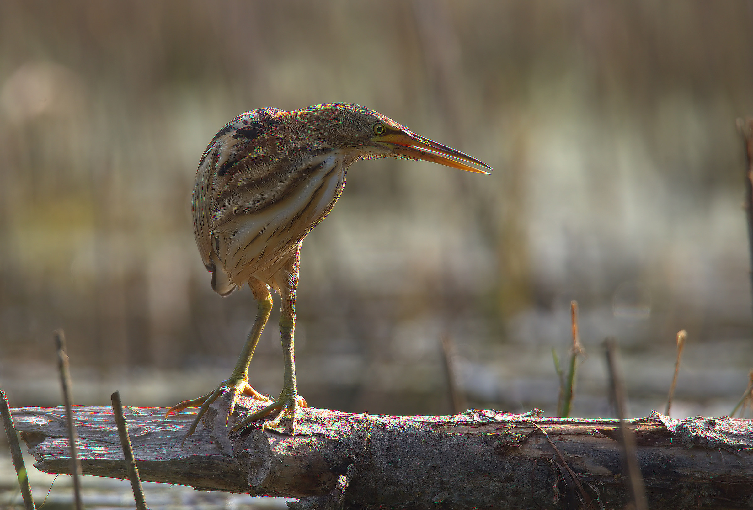 Little Bittern