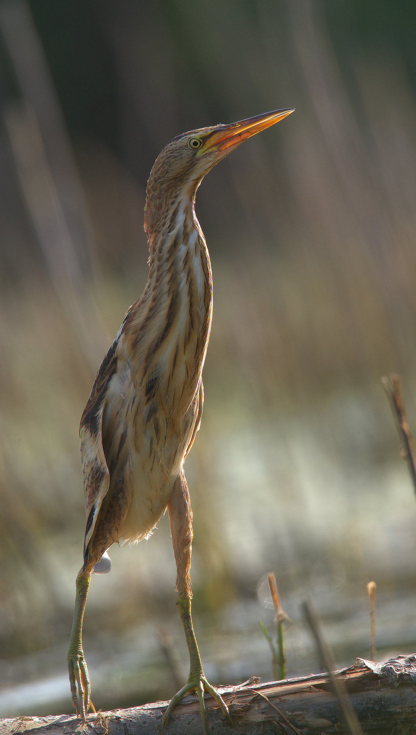 Little Bittern