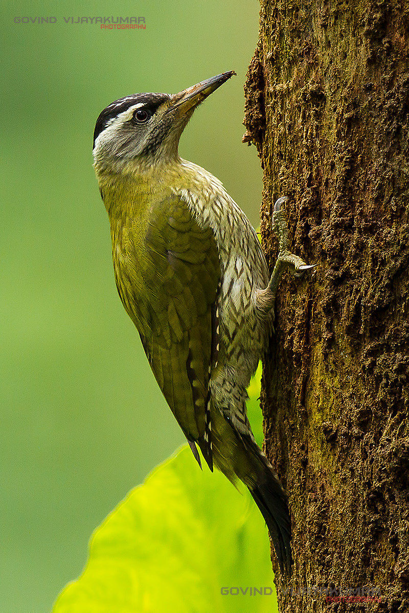 Striatura gola Picchio