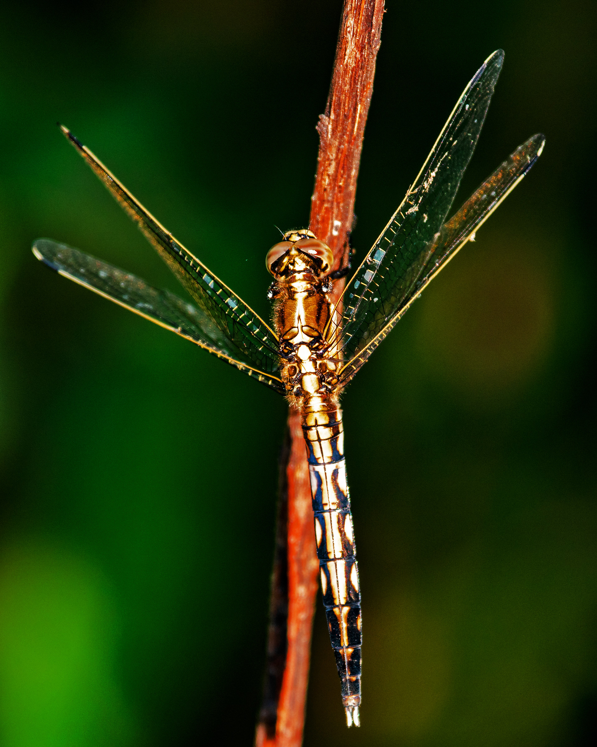 Libellula dorata