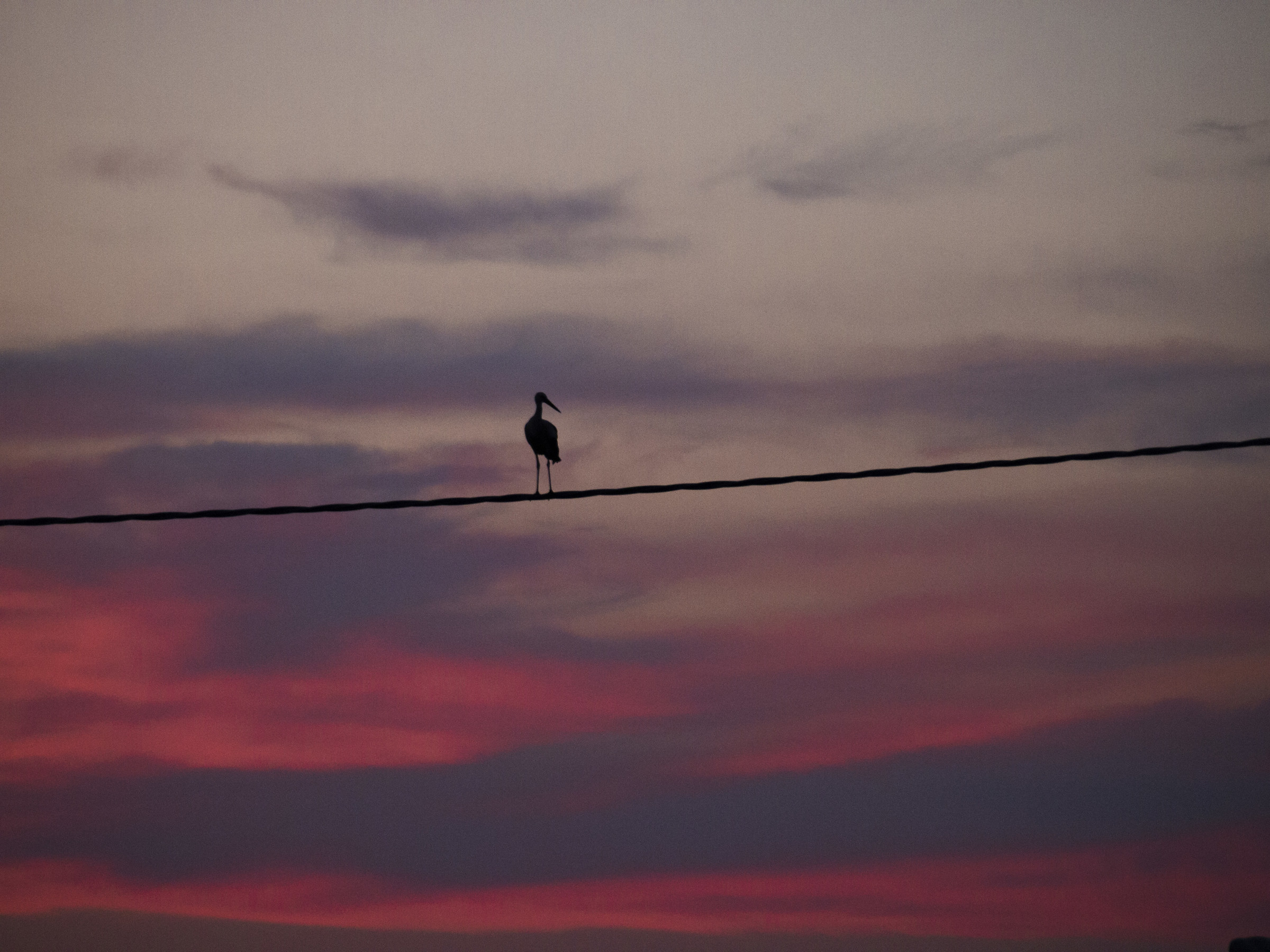 Stork at sunset