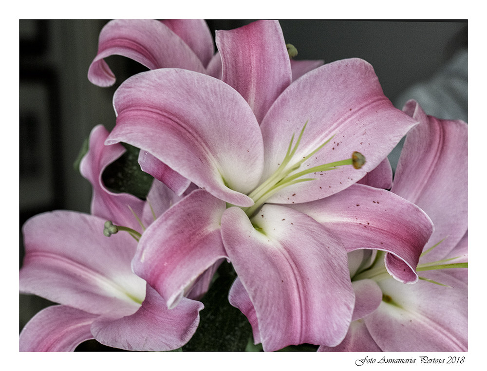 La carezza di un fiore