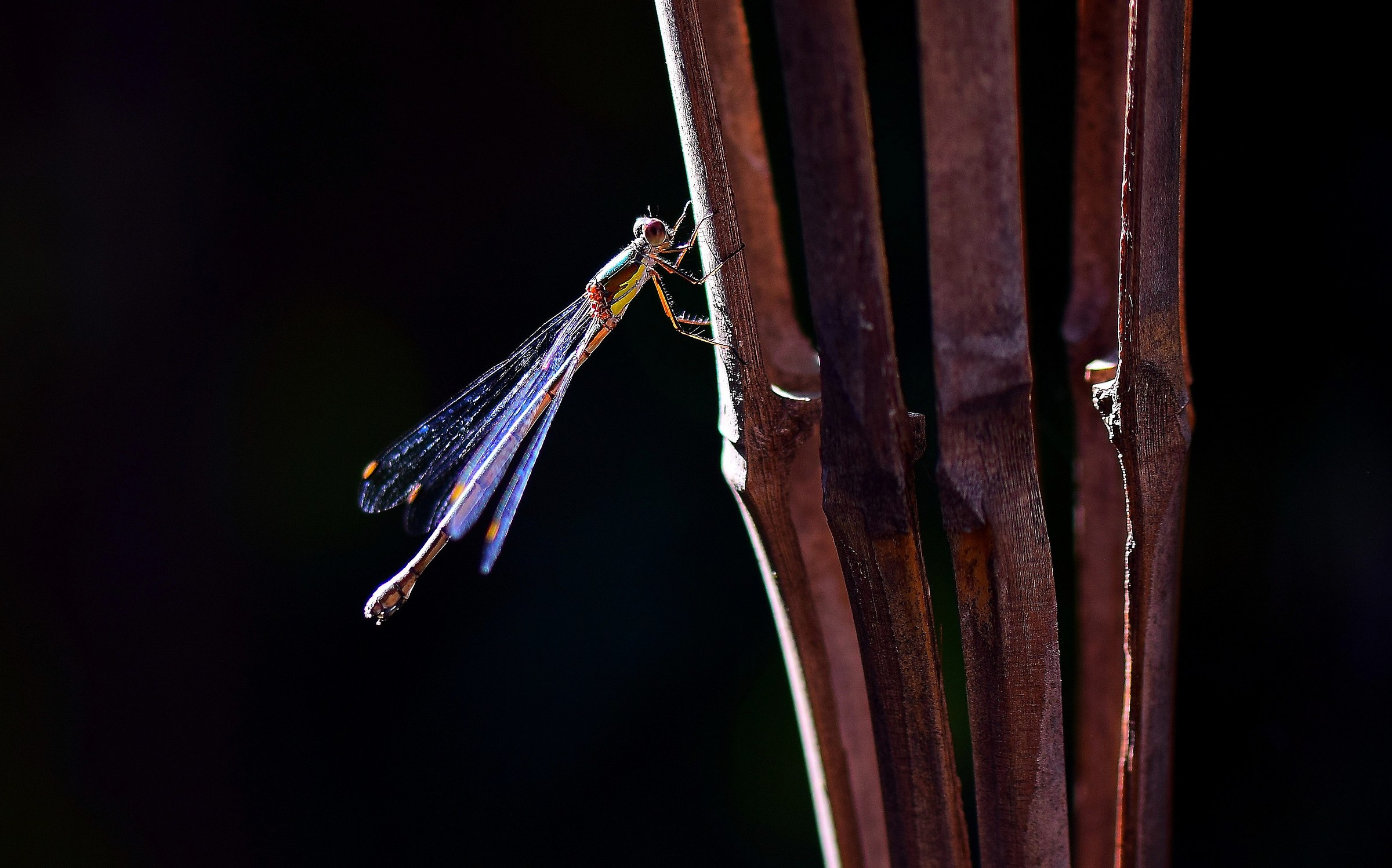 Libellula in giardino