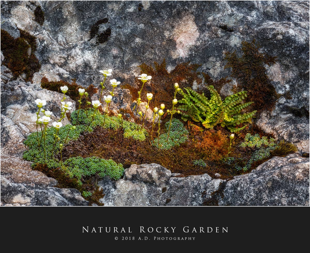 Natural Rocky Garden