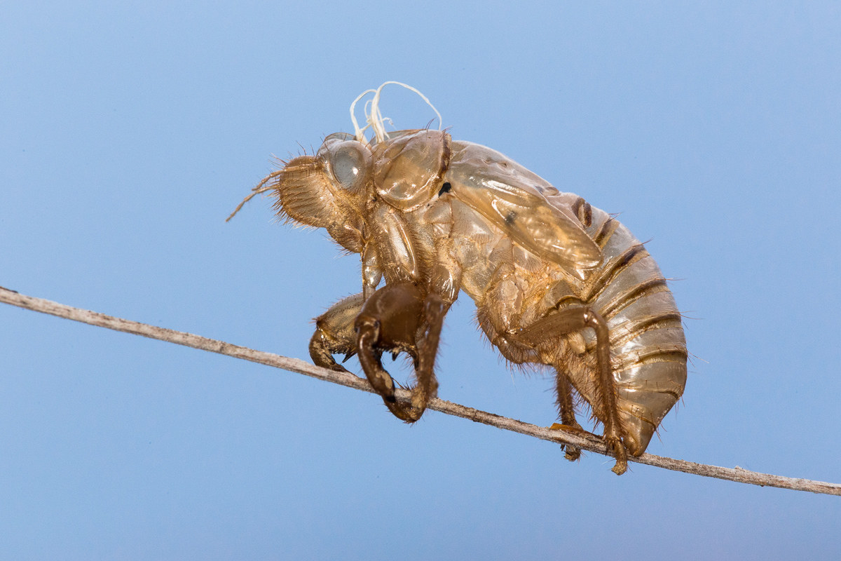 Cicada's Exvia (Lyristes plebejus)...