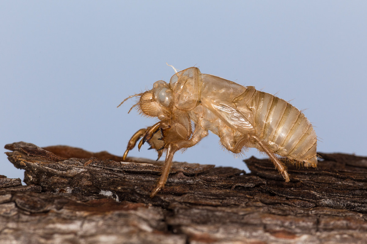 Cicada's Exvia (Lyristes plebejus)...