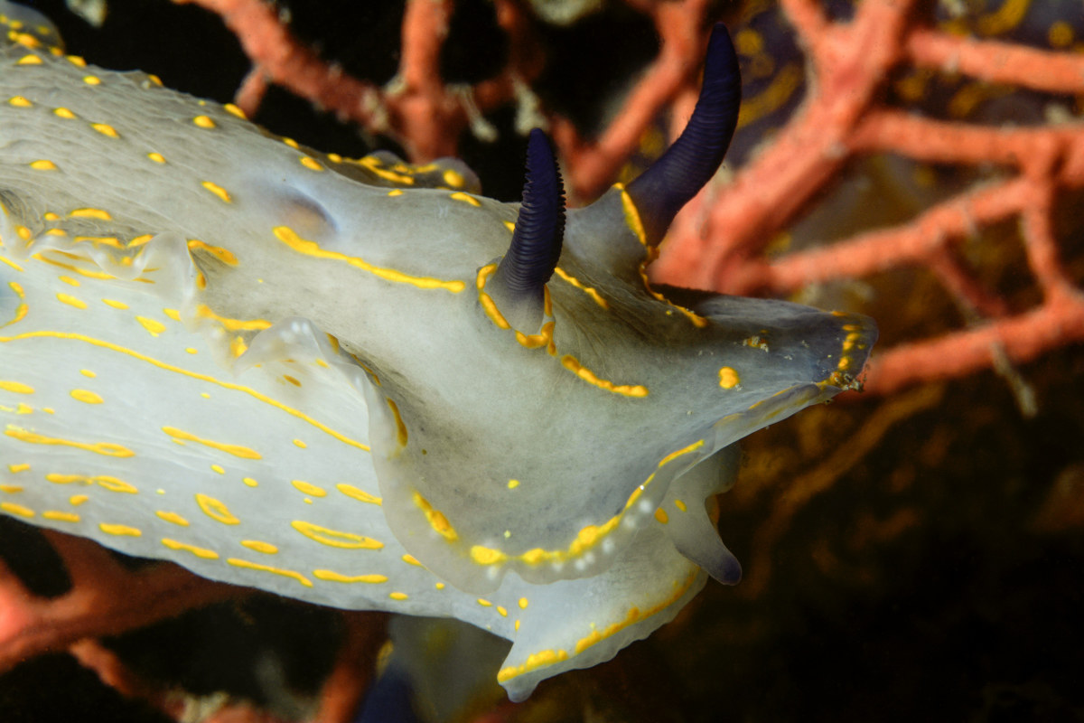 Nudibranch