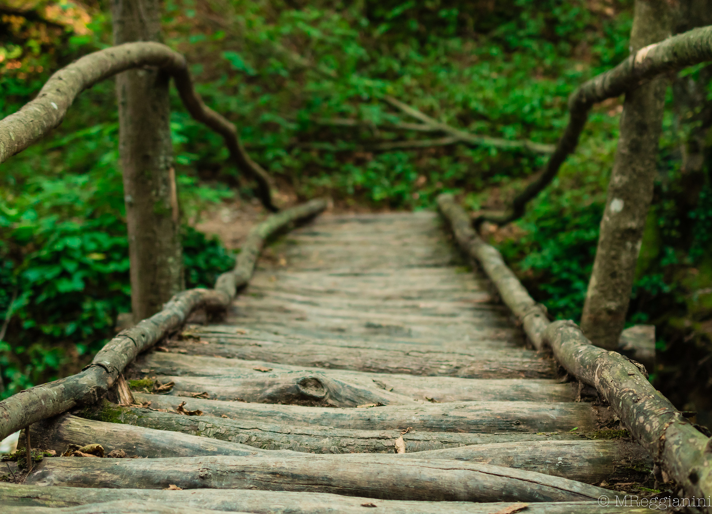Bridge between the Woods