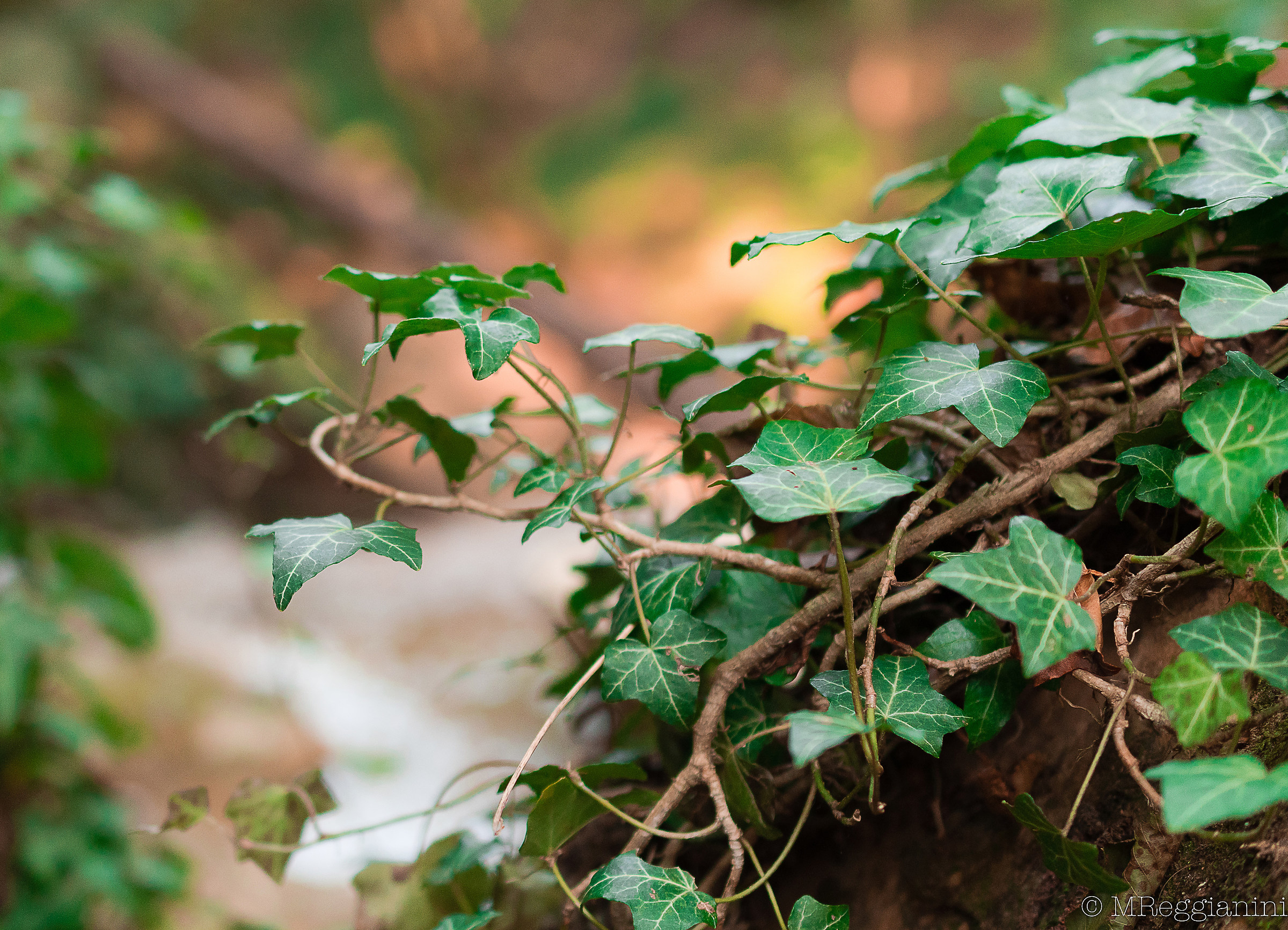 The Ivy without Vertigo