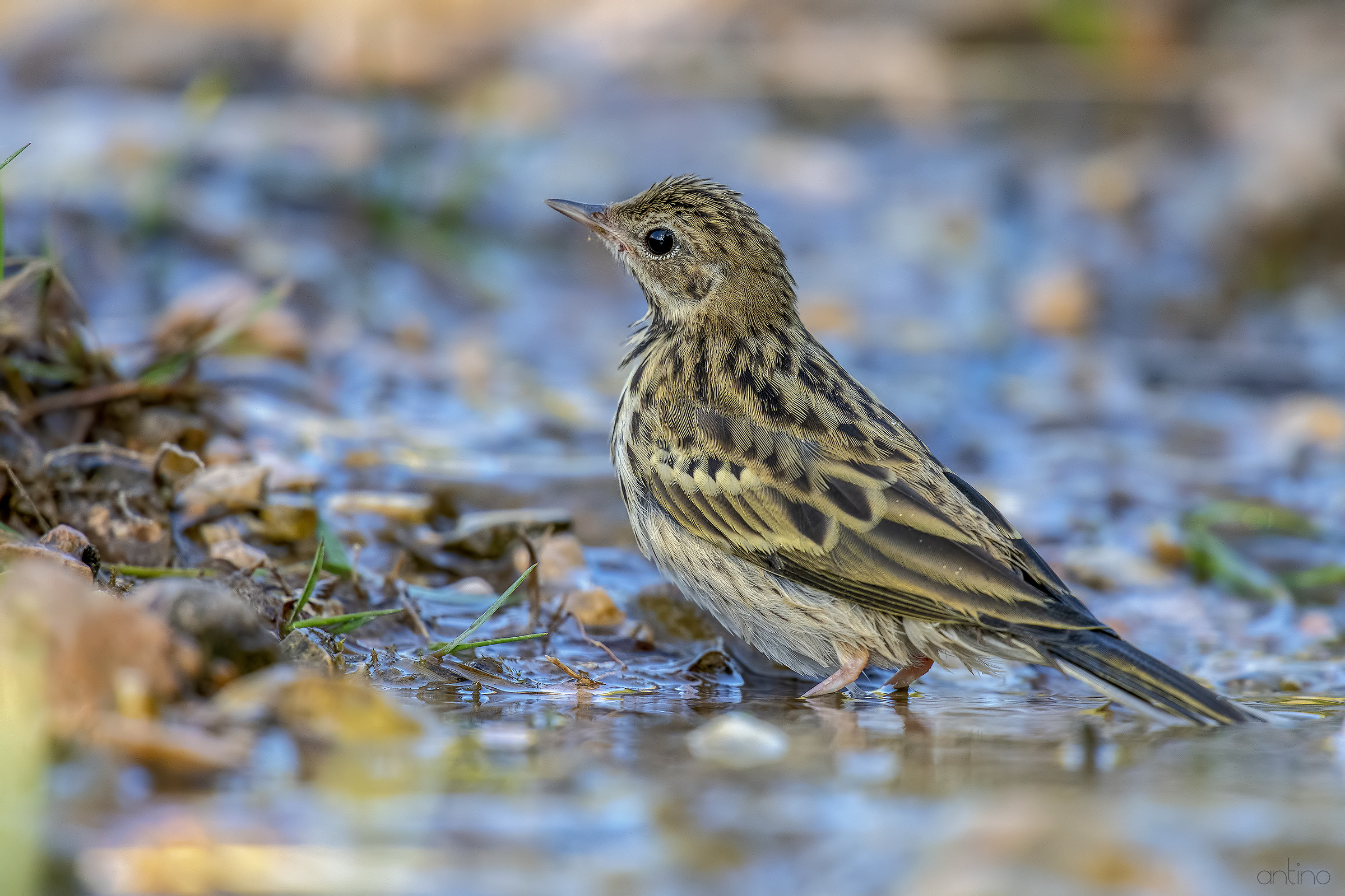Tree Pipit