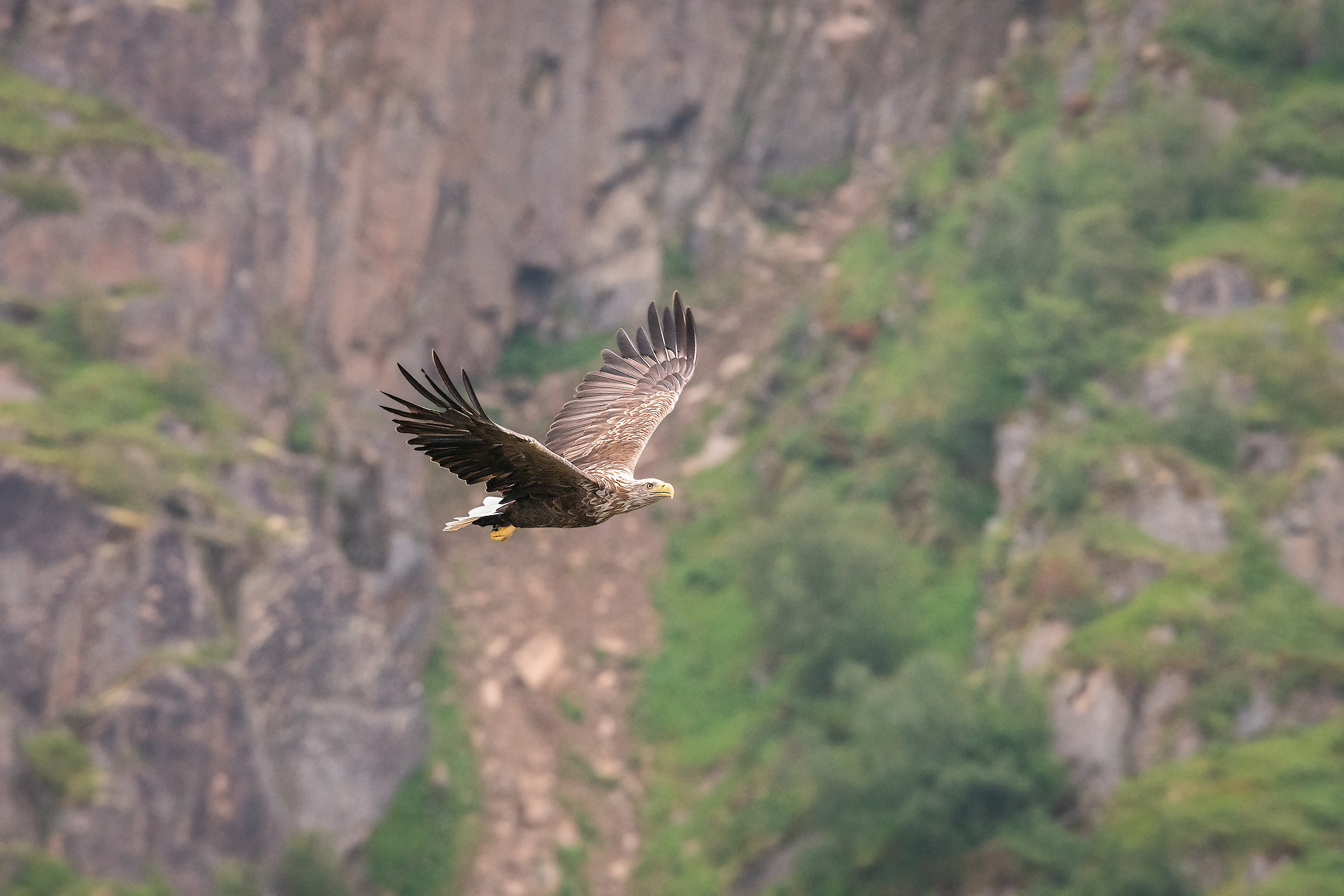 Haliaeetus albicilla