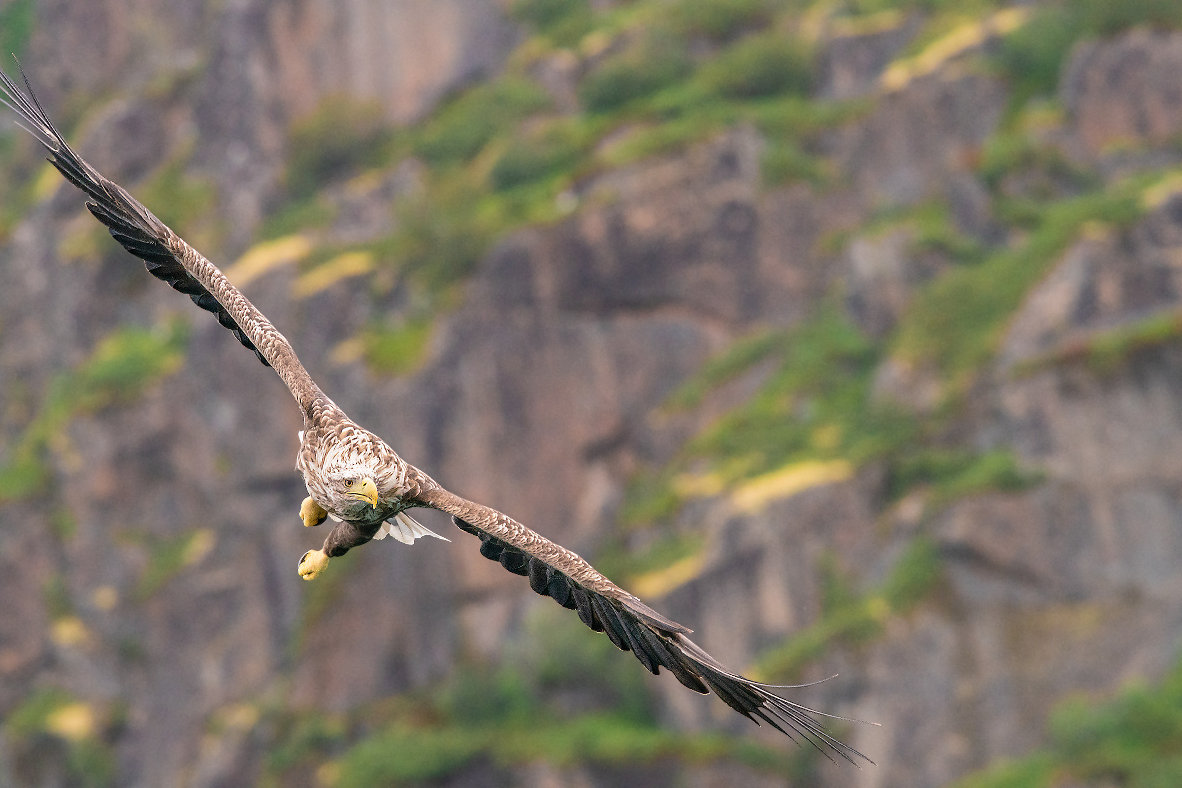 Haliaeetus albicilla