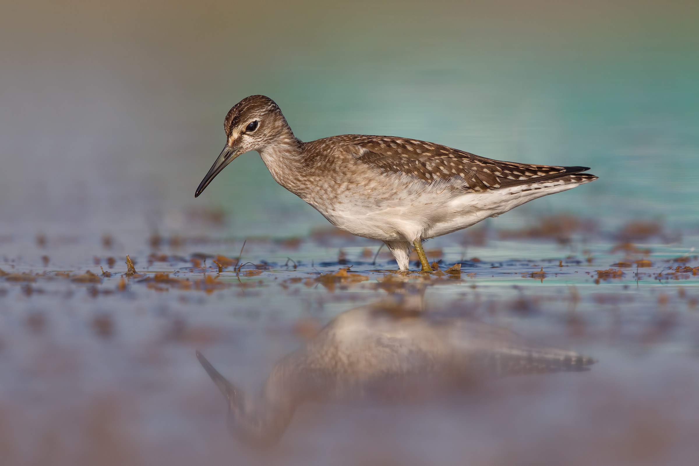 Pyro Pyro Boschereccio