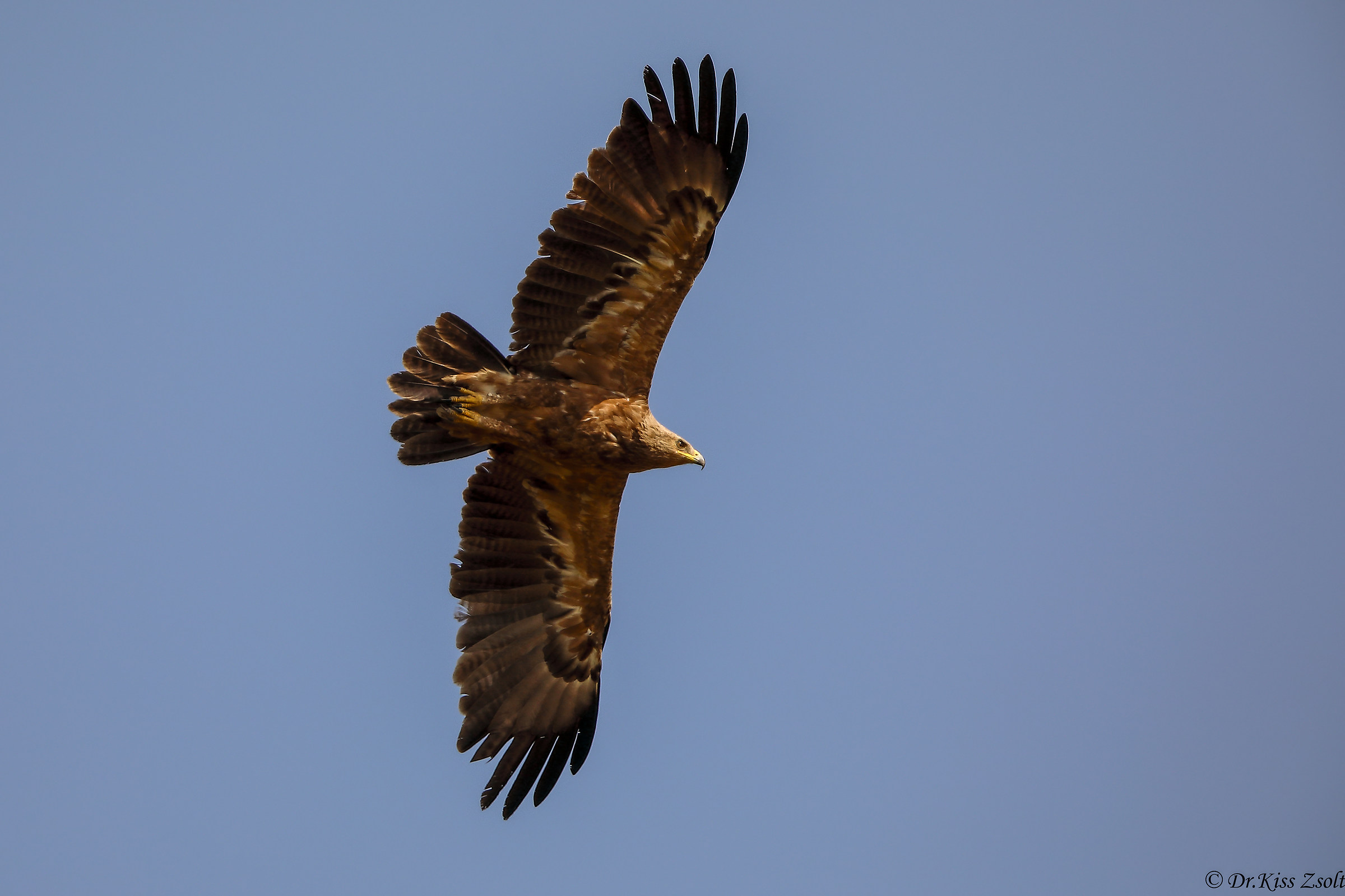 Aquila macchiata minore in volo