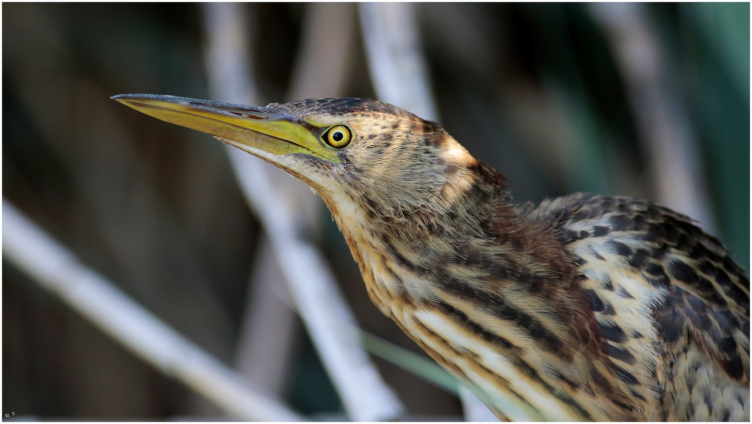 Little Bittern