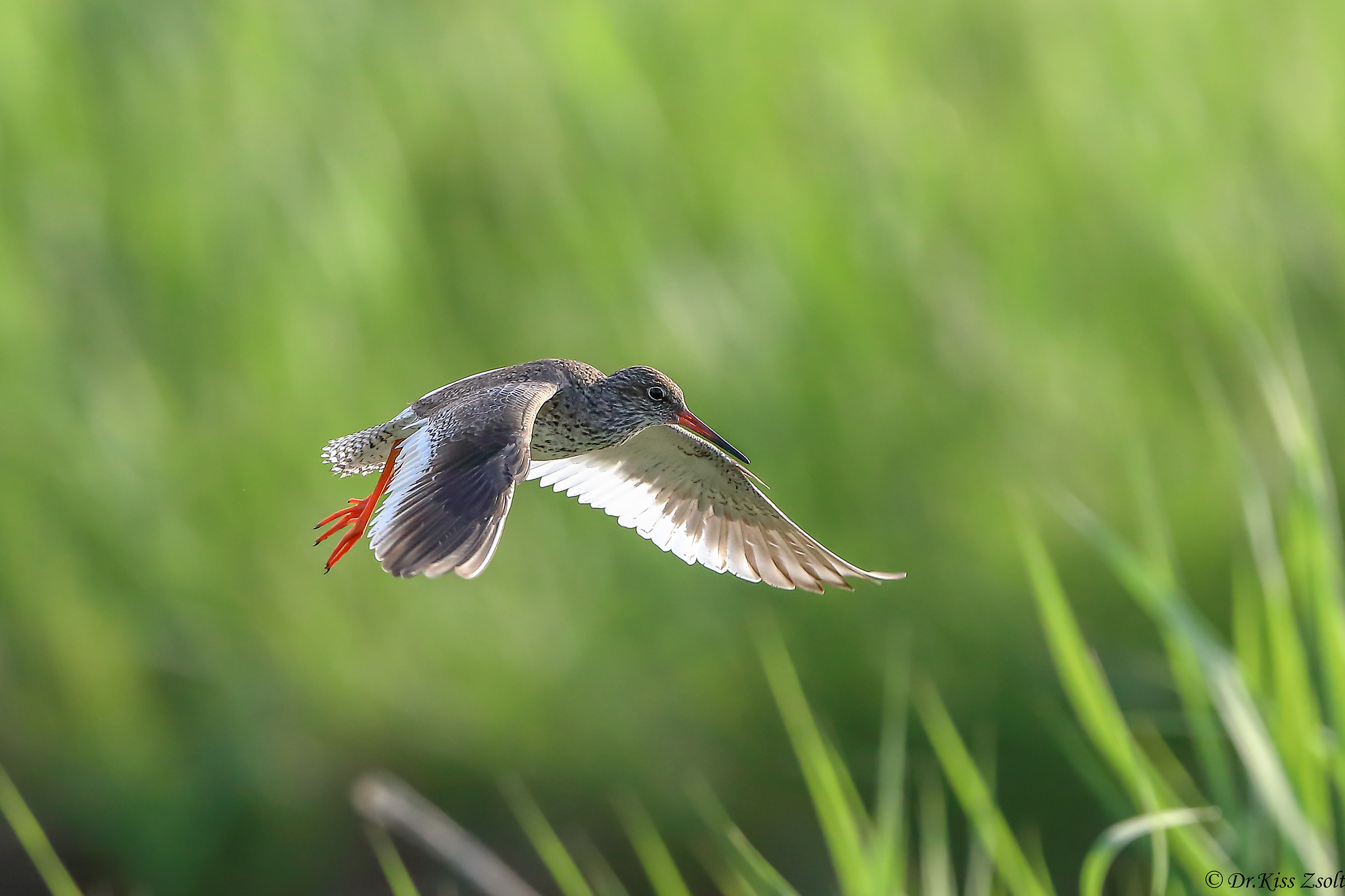 Atterraggio pettegola