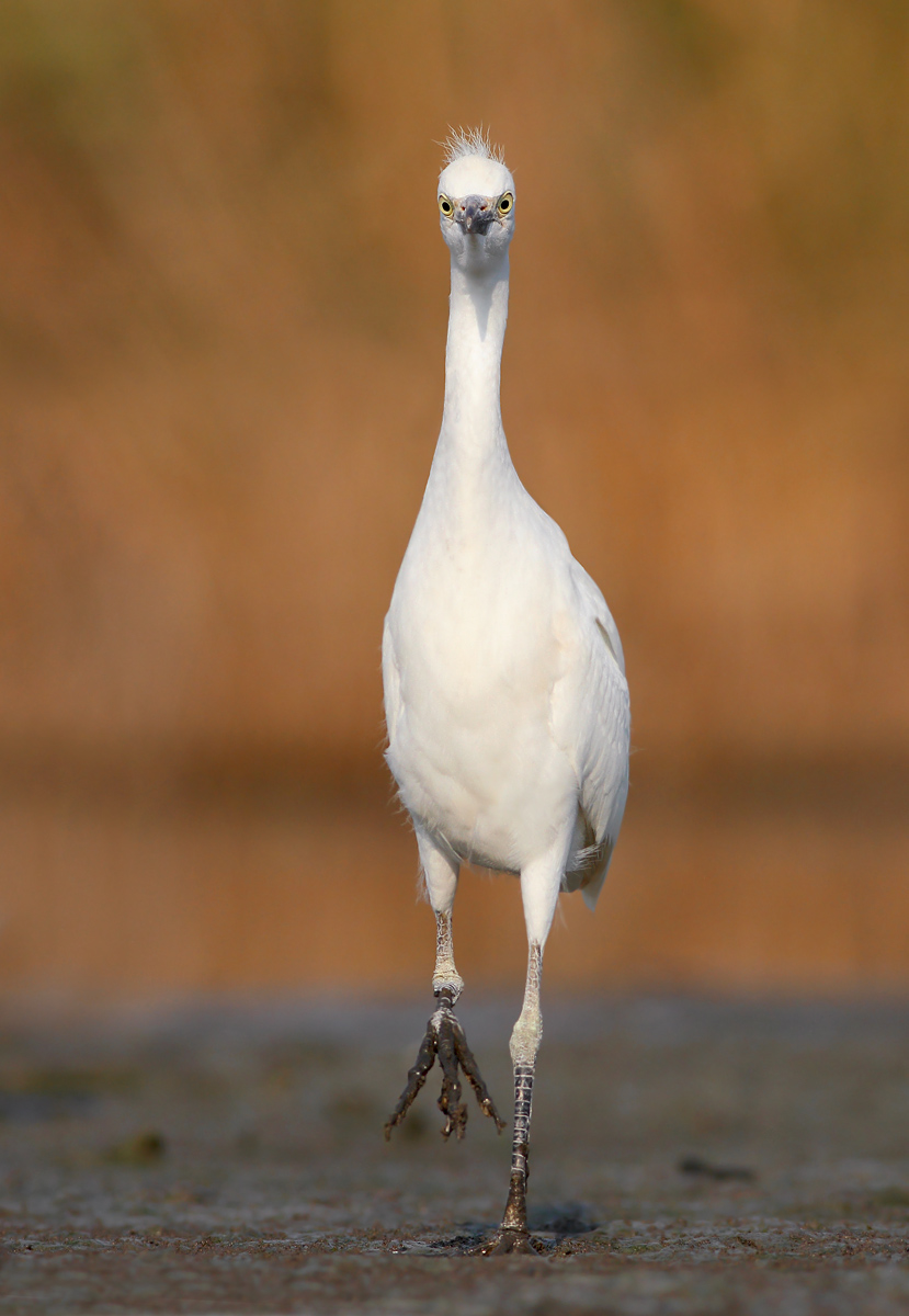 Cattle Egret