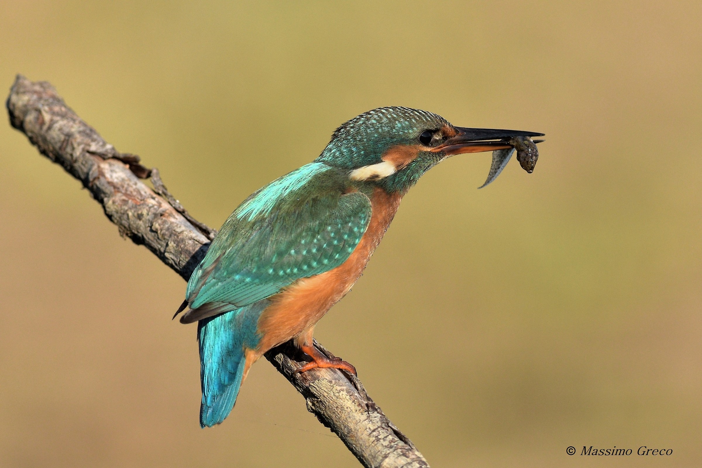 Colazione con girino