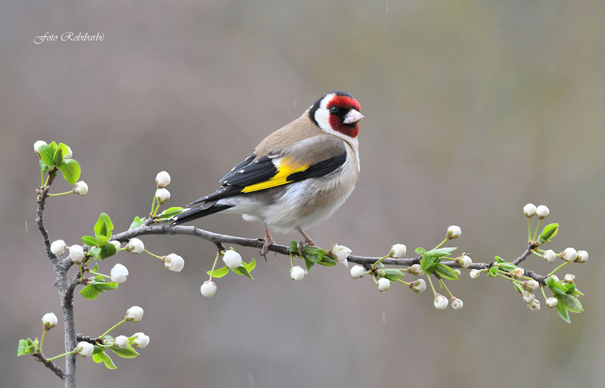 Cardellino...pioggerella...