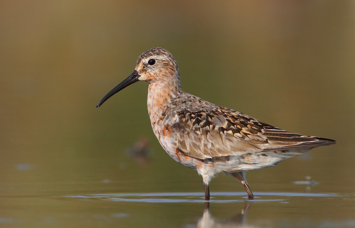Sanderling