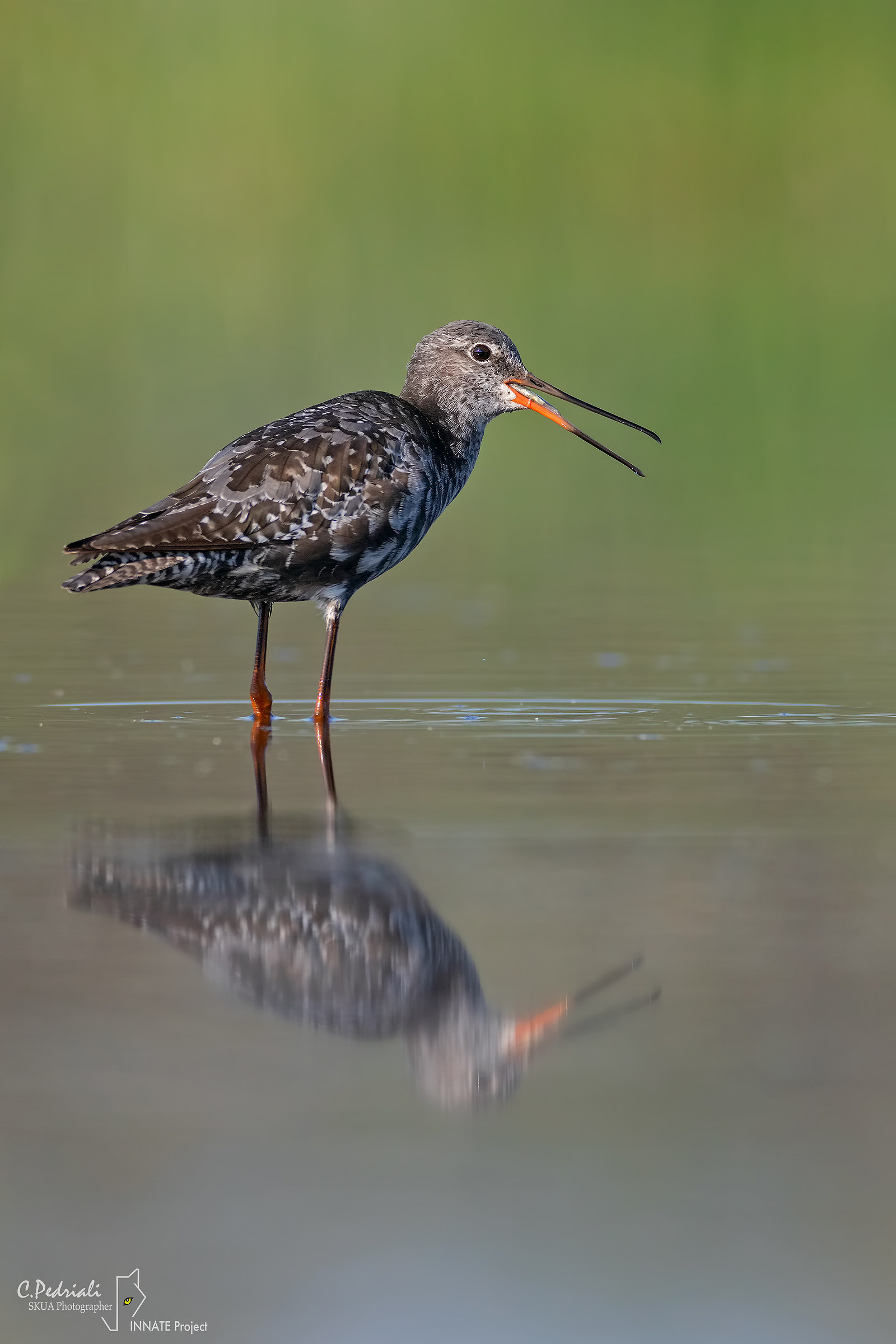 Totano Moro and his meal...