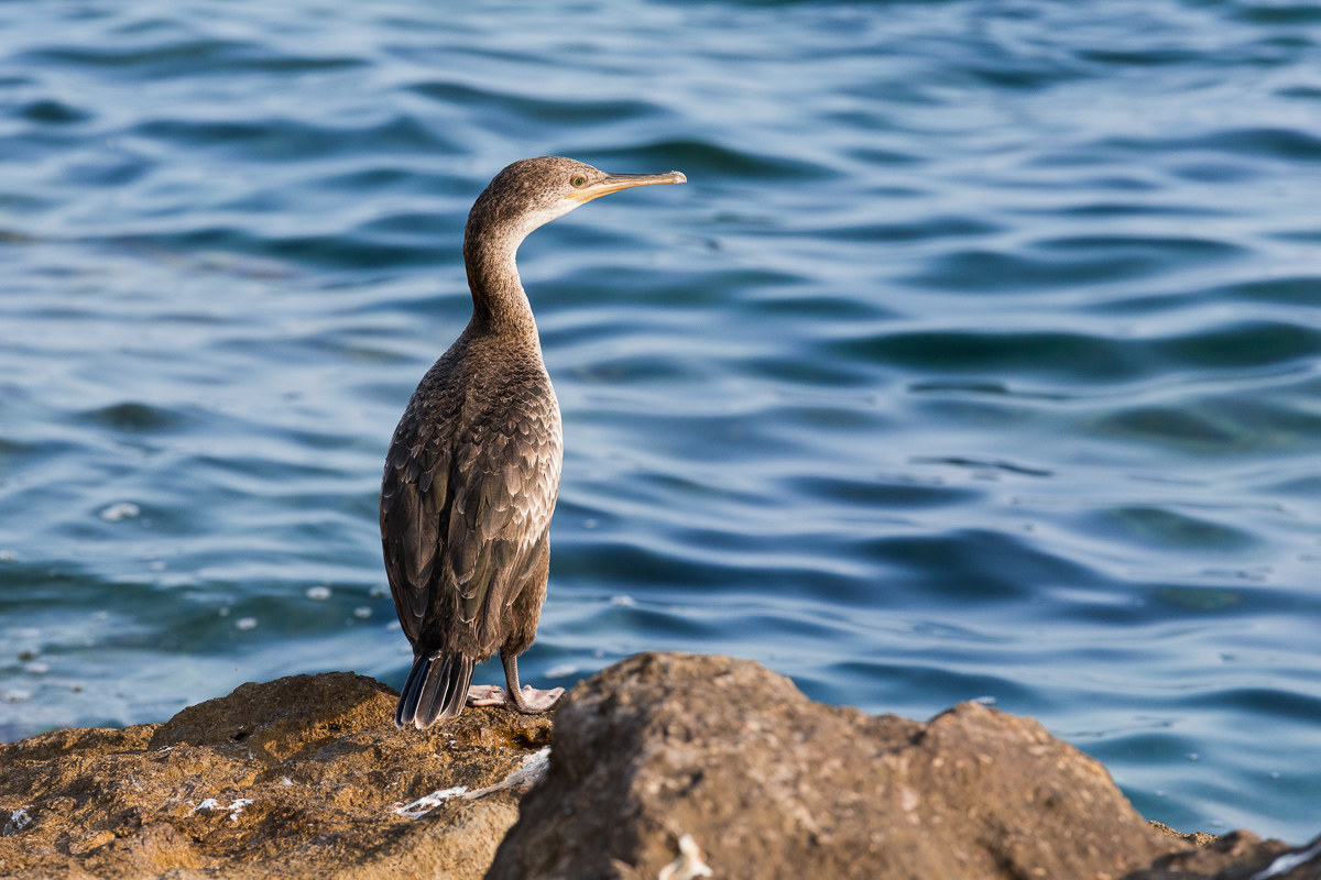 Shis (Phalacrocorax aristotelis)...