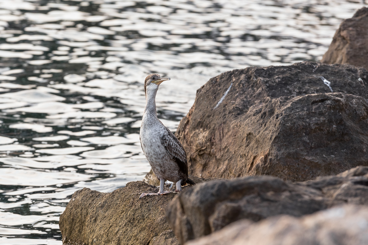 Shis (Phalacrocorax aristotelis)...