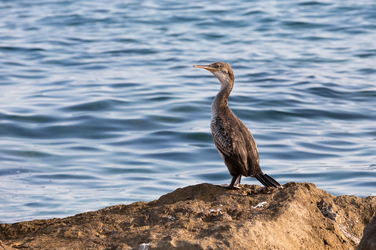 Shis (Phalacrocorax aristotelis)...