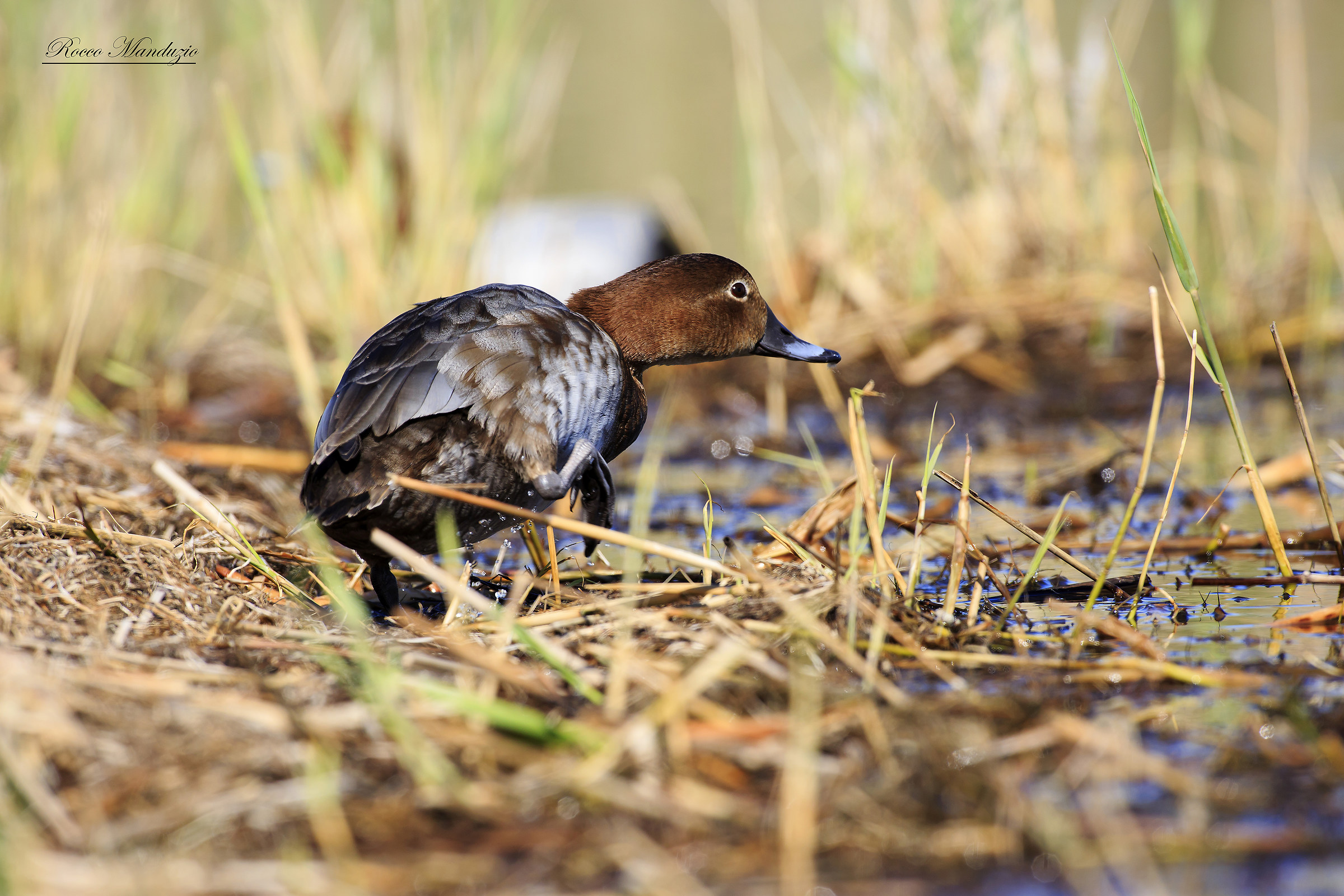 Moriglione femmina wild