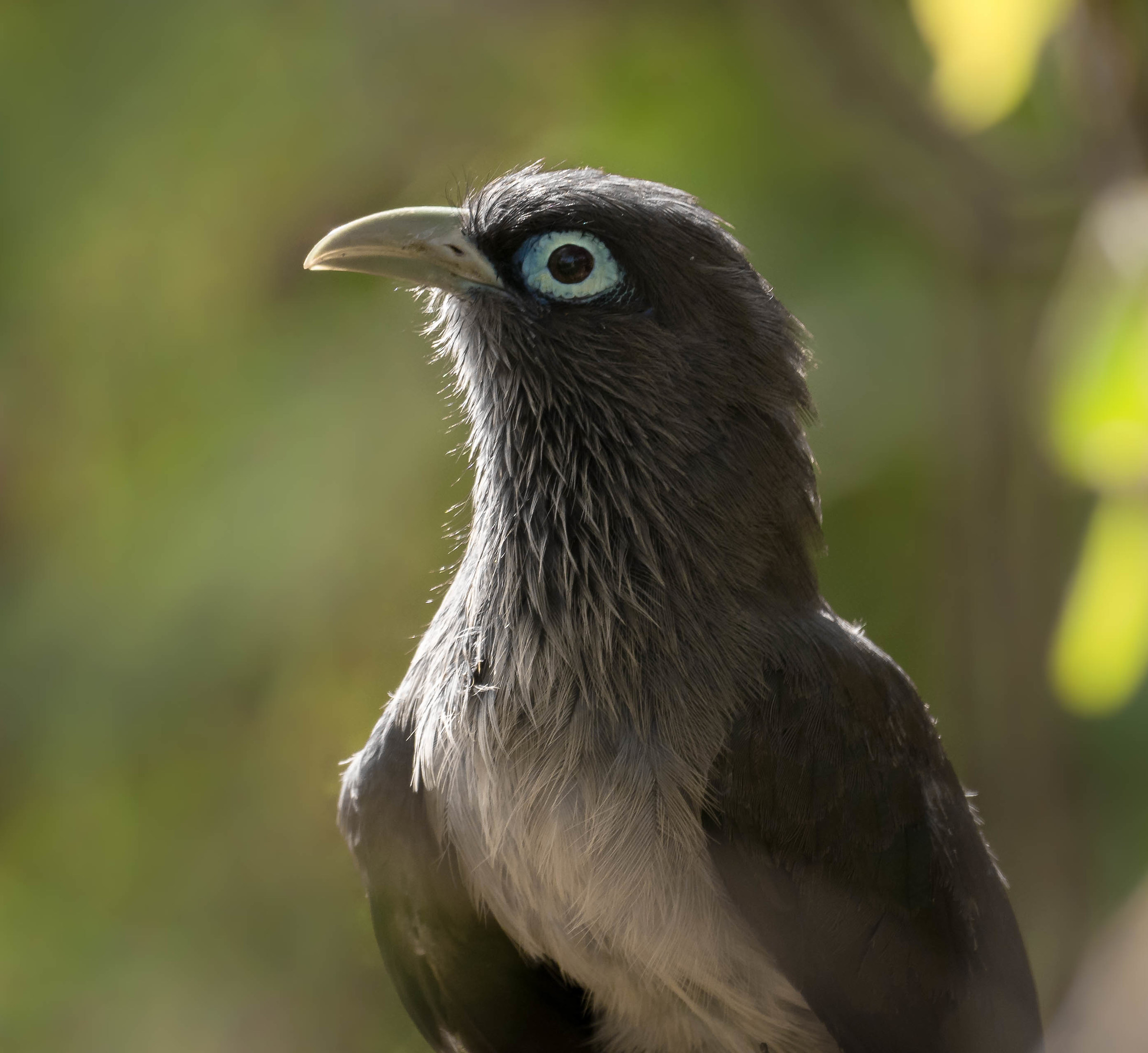 Blue faced malkoha