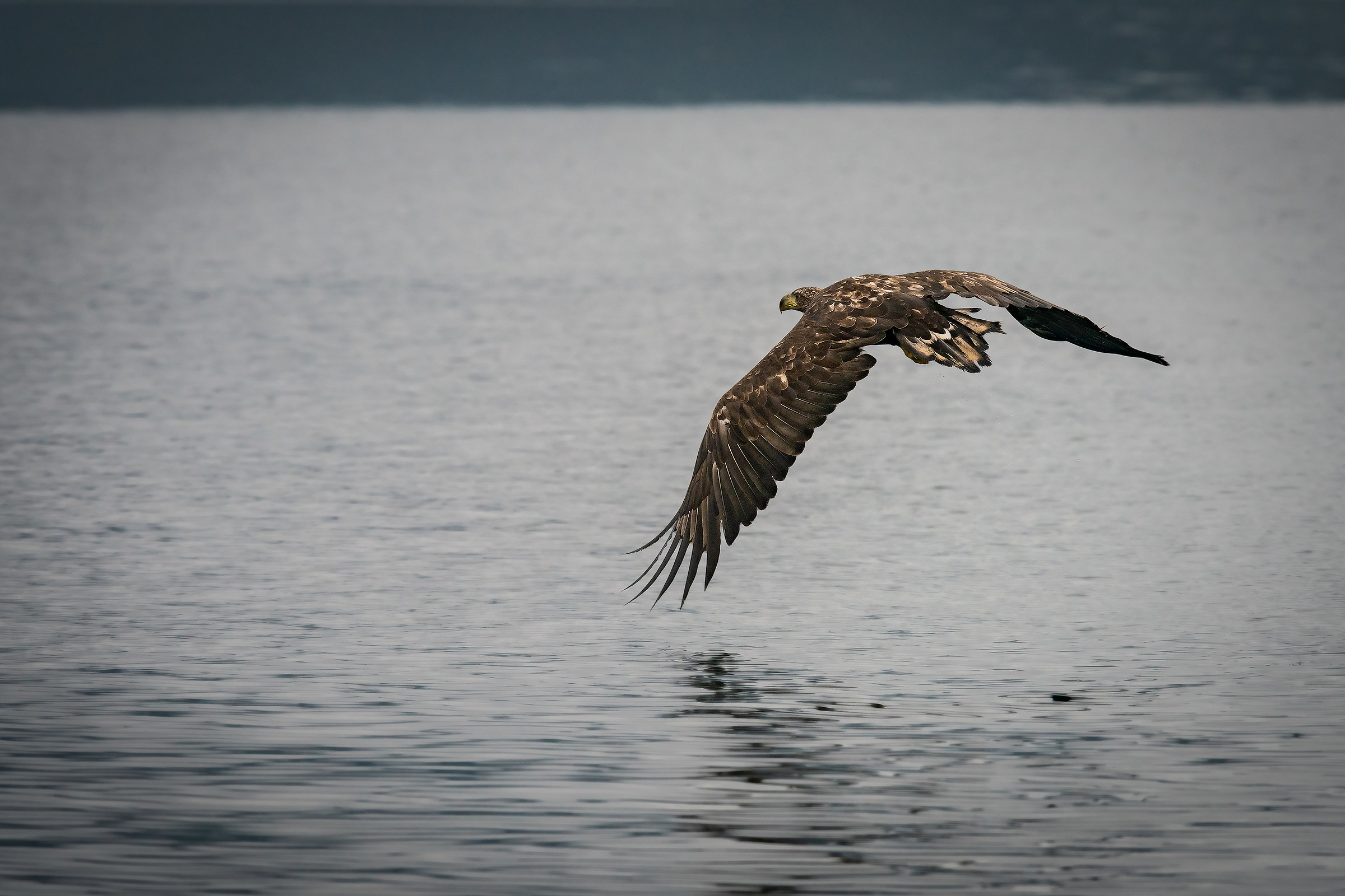 white-tailed eagle