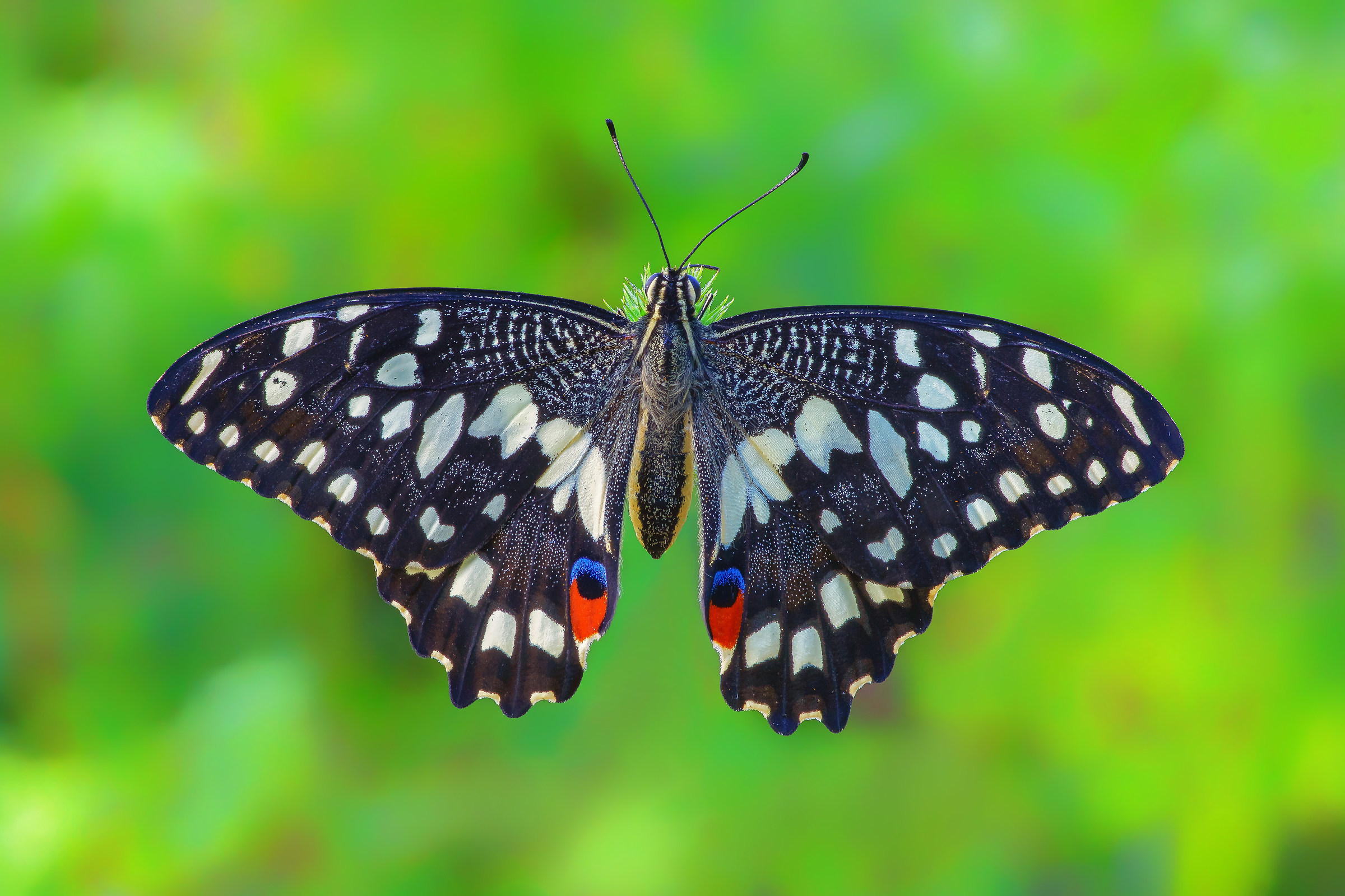 Papilio butterfly (Linnaeus, 1758)