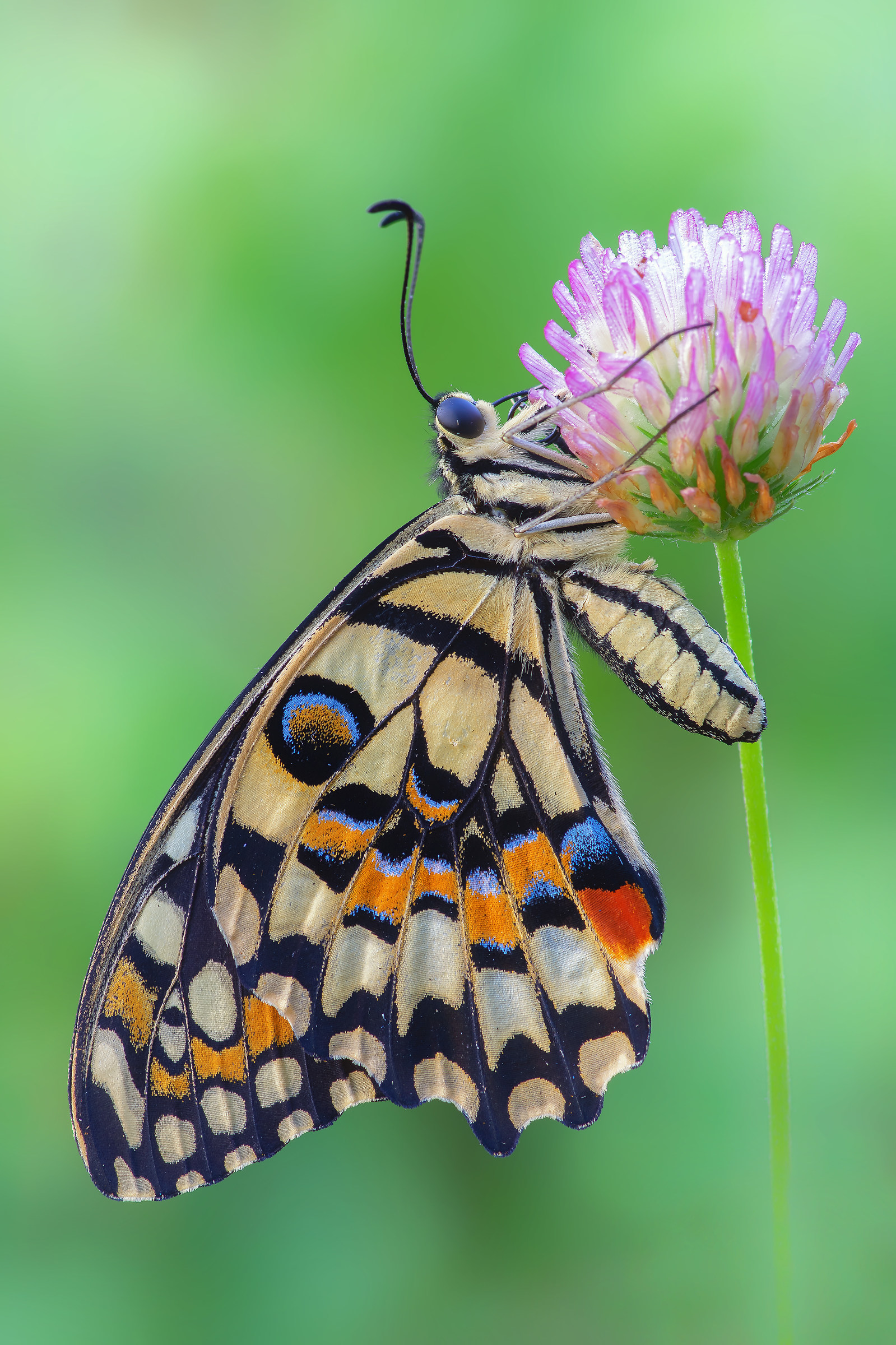 Papilio butterfly (Linnaeus, 1758)