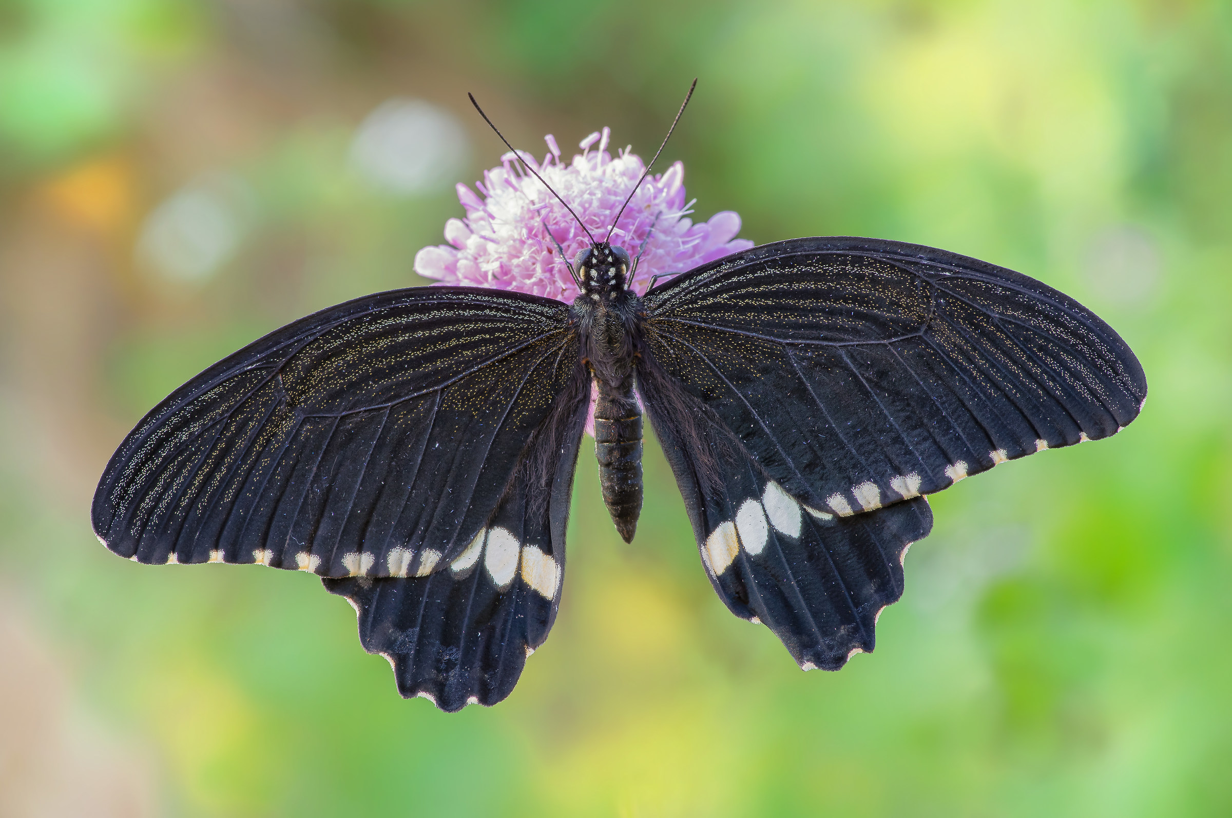 Papilio polytes (Linnaeus, 1758)