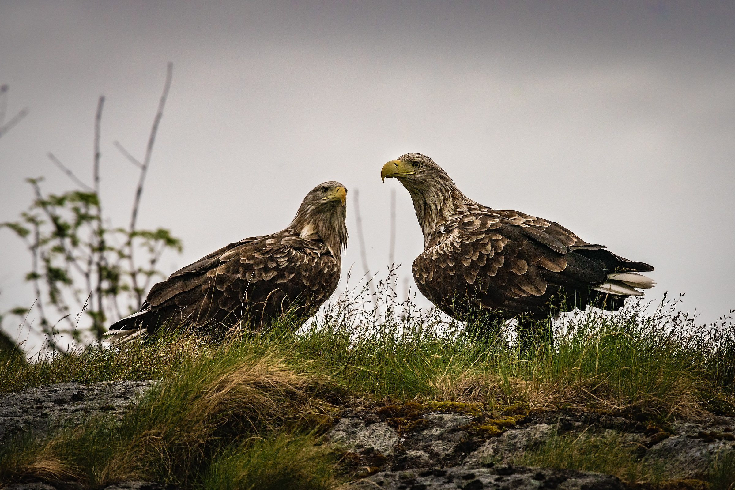 white-tailed eagle