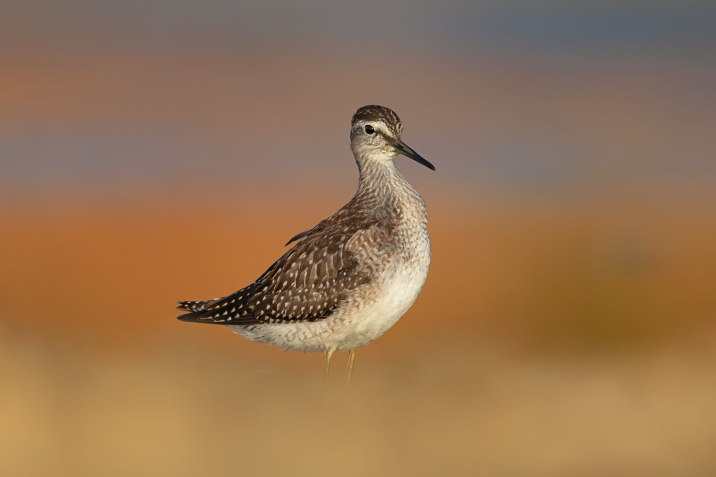 Piro Piro Boschereccio