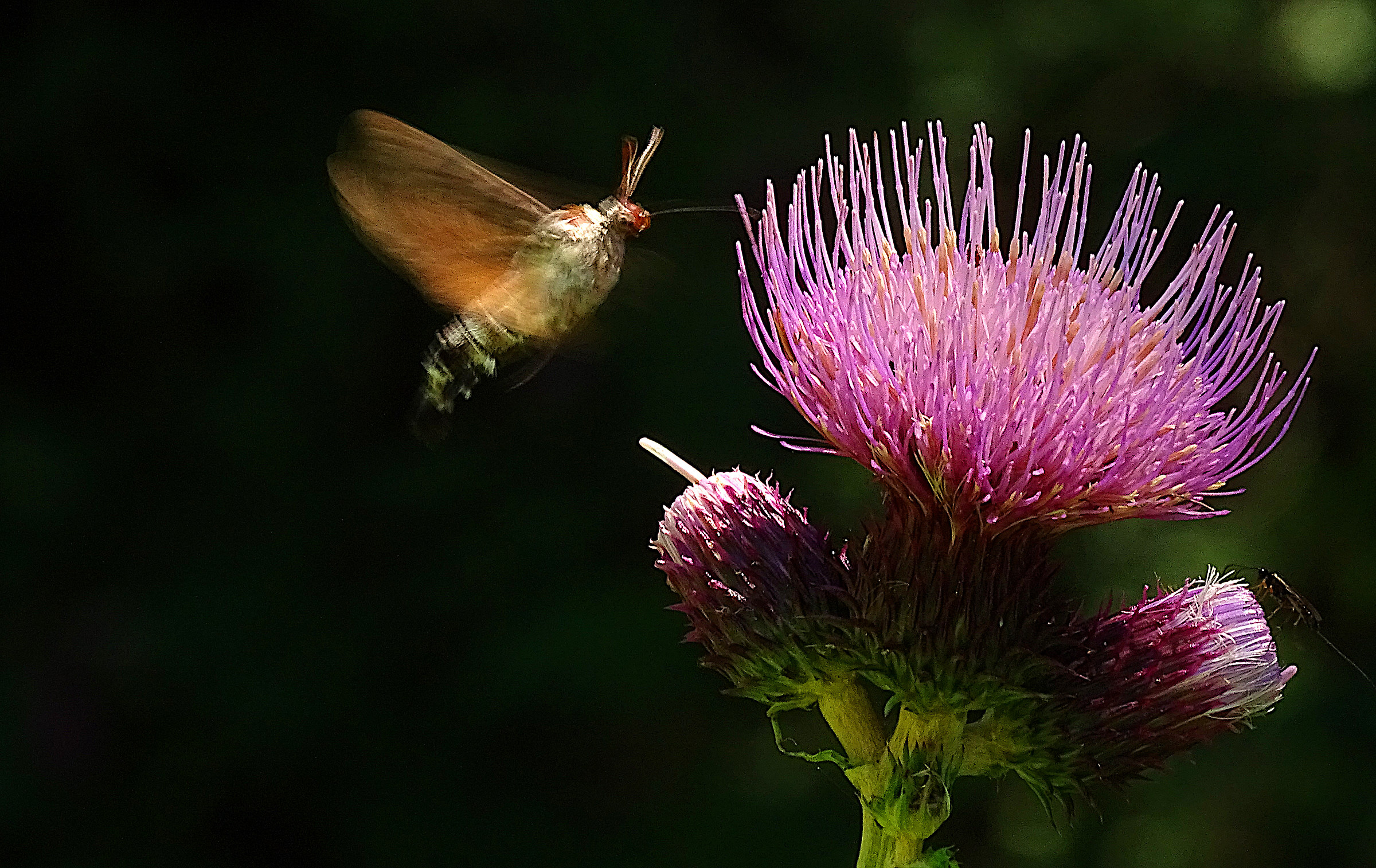 Macroglossa Stellatarum su Cirsium Arvense