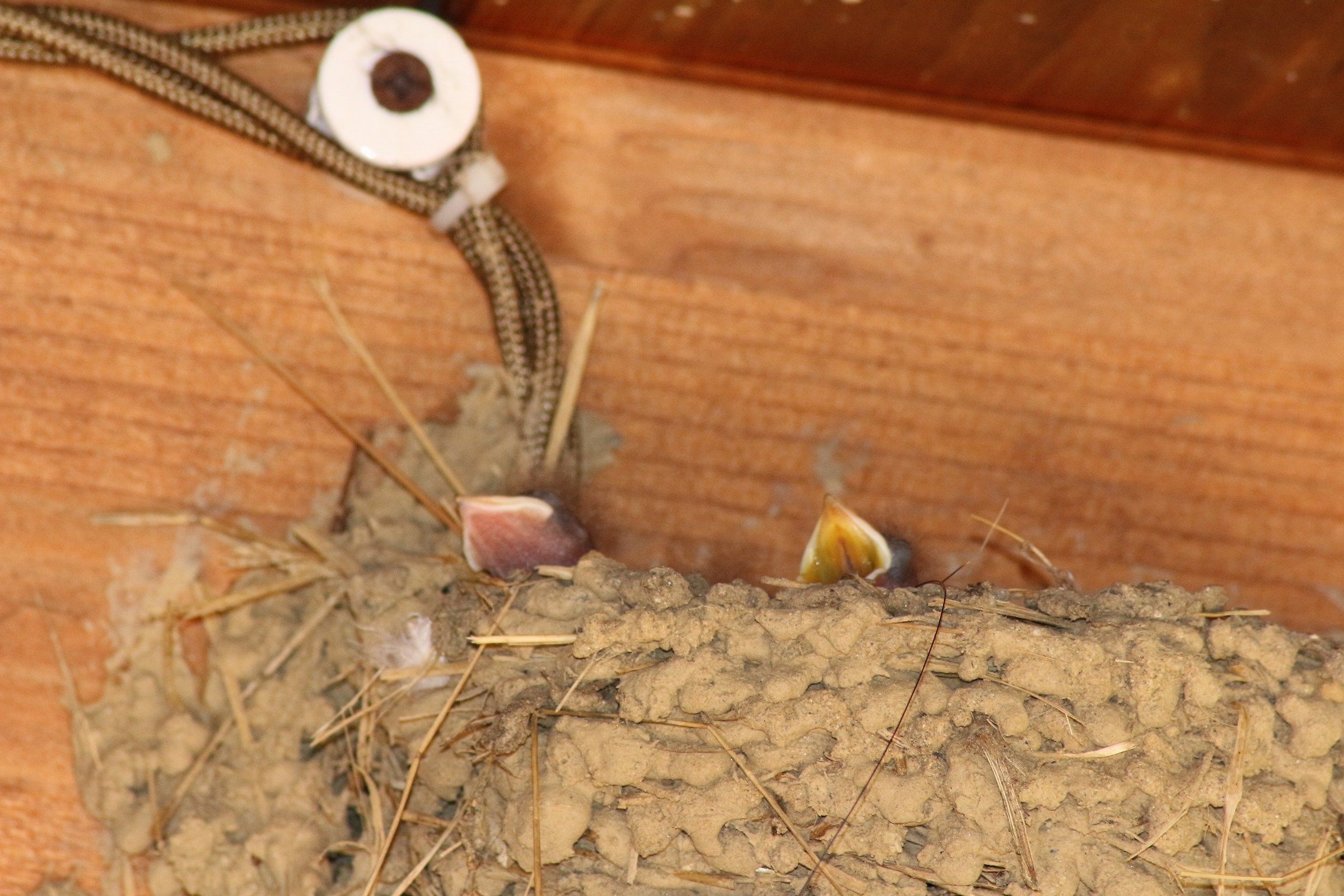 rondini in attesa del pasto