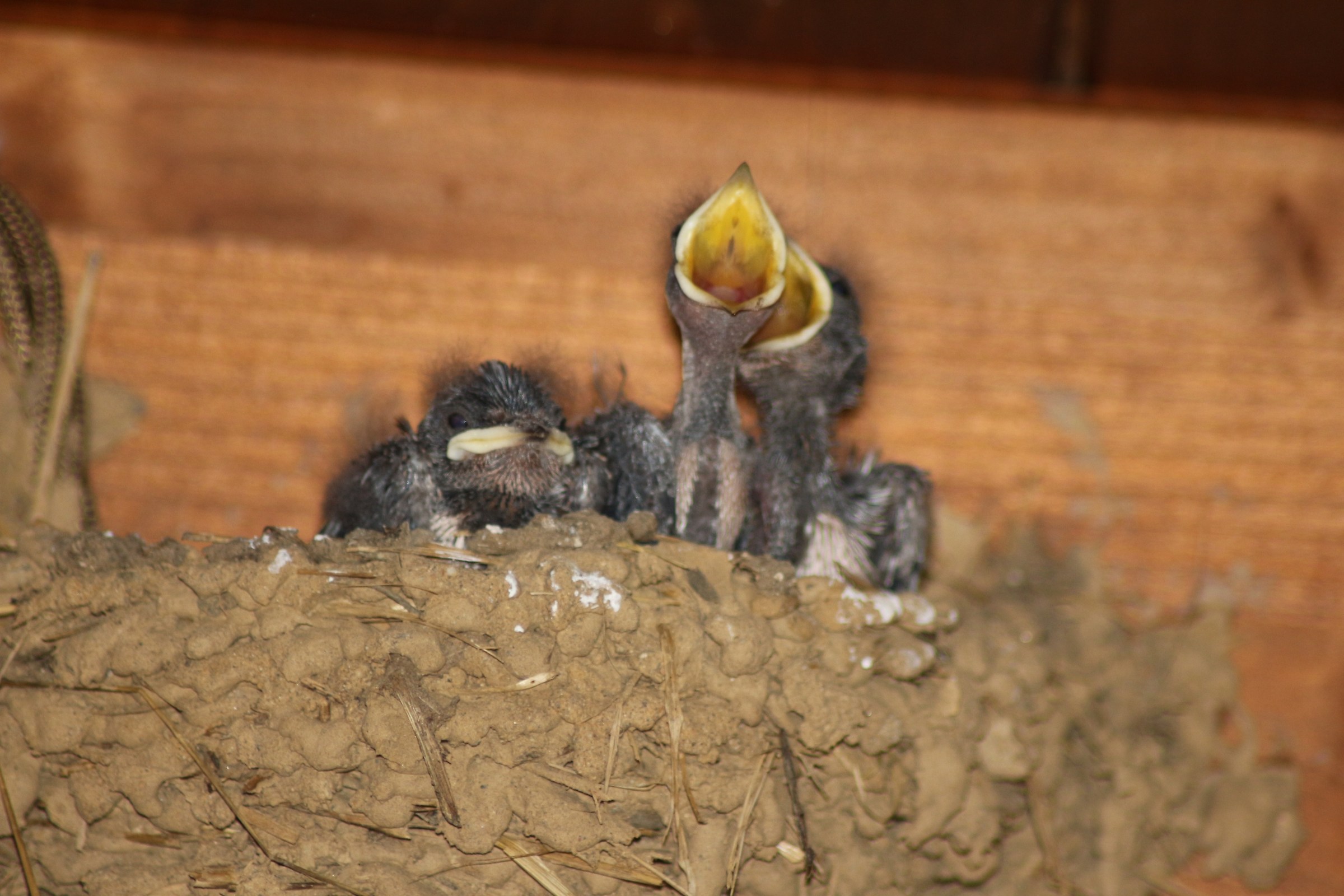 Swallows Waiting for meal