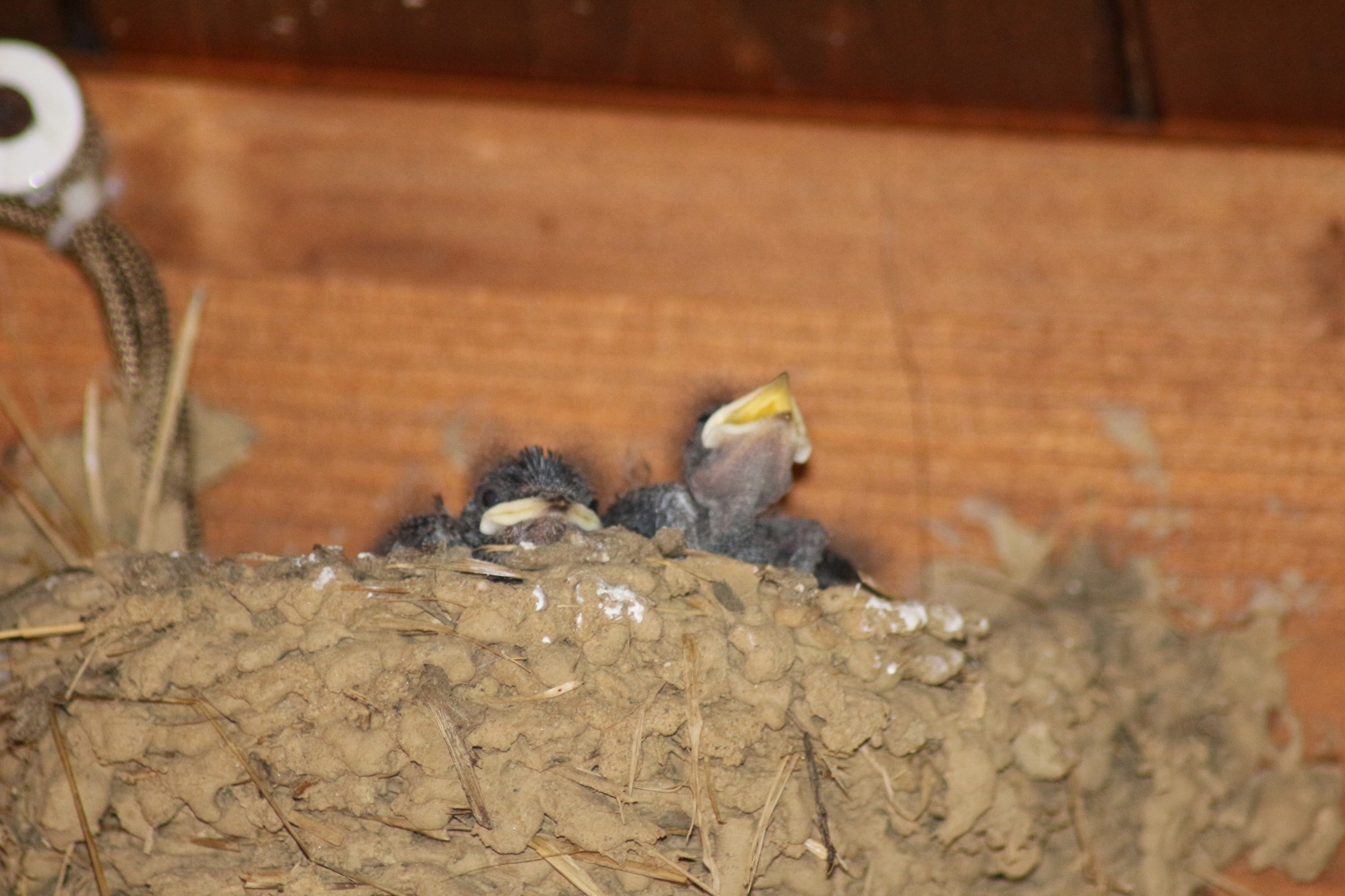 rondini in attesa del pasto