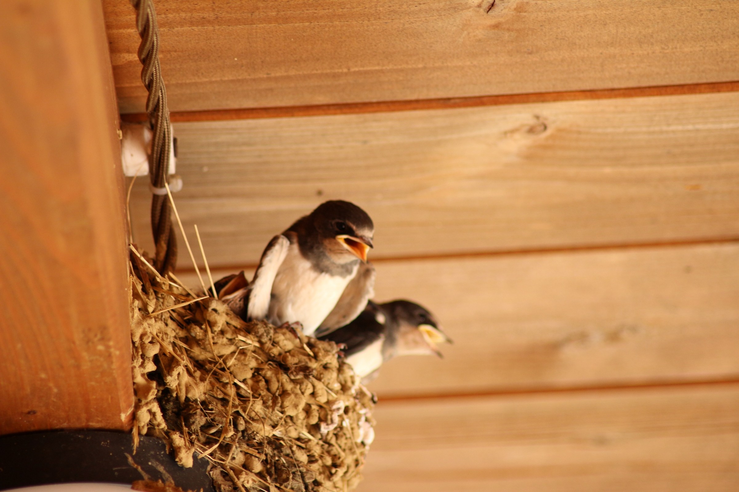 rondini in attesa del pasto