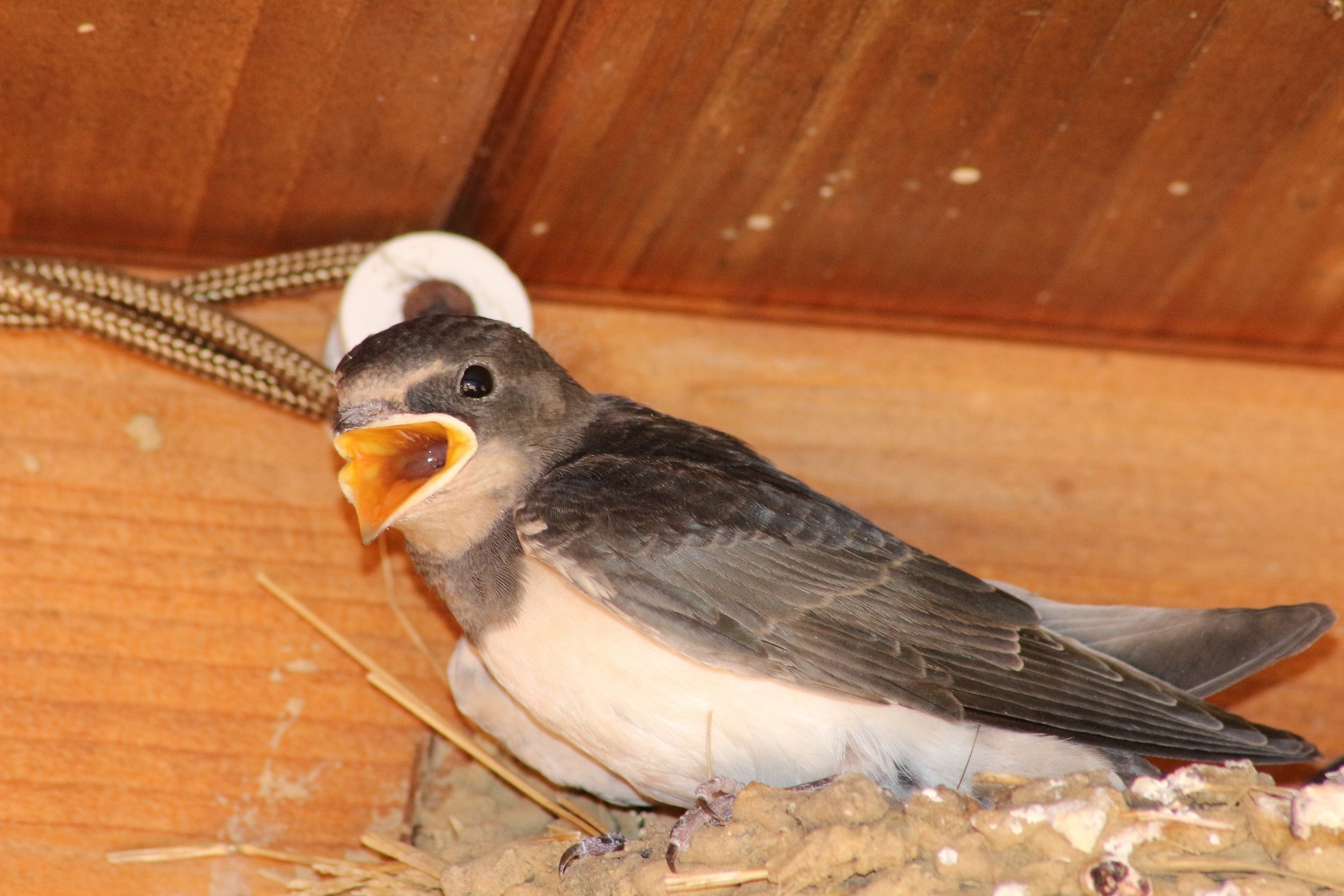 rondini in attesa del pasto