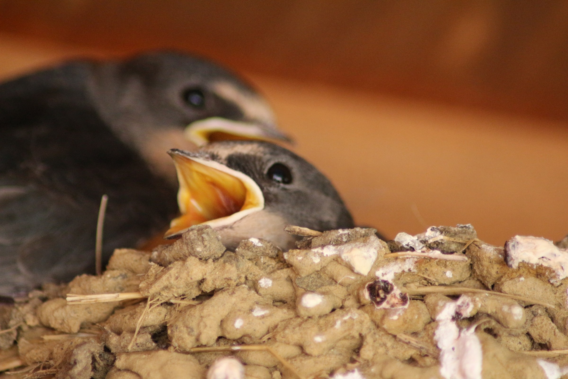 rondini in attesa del pasto