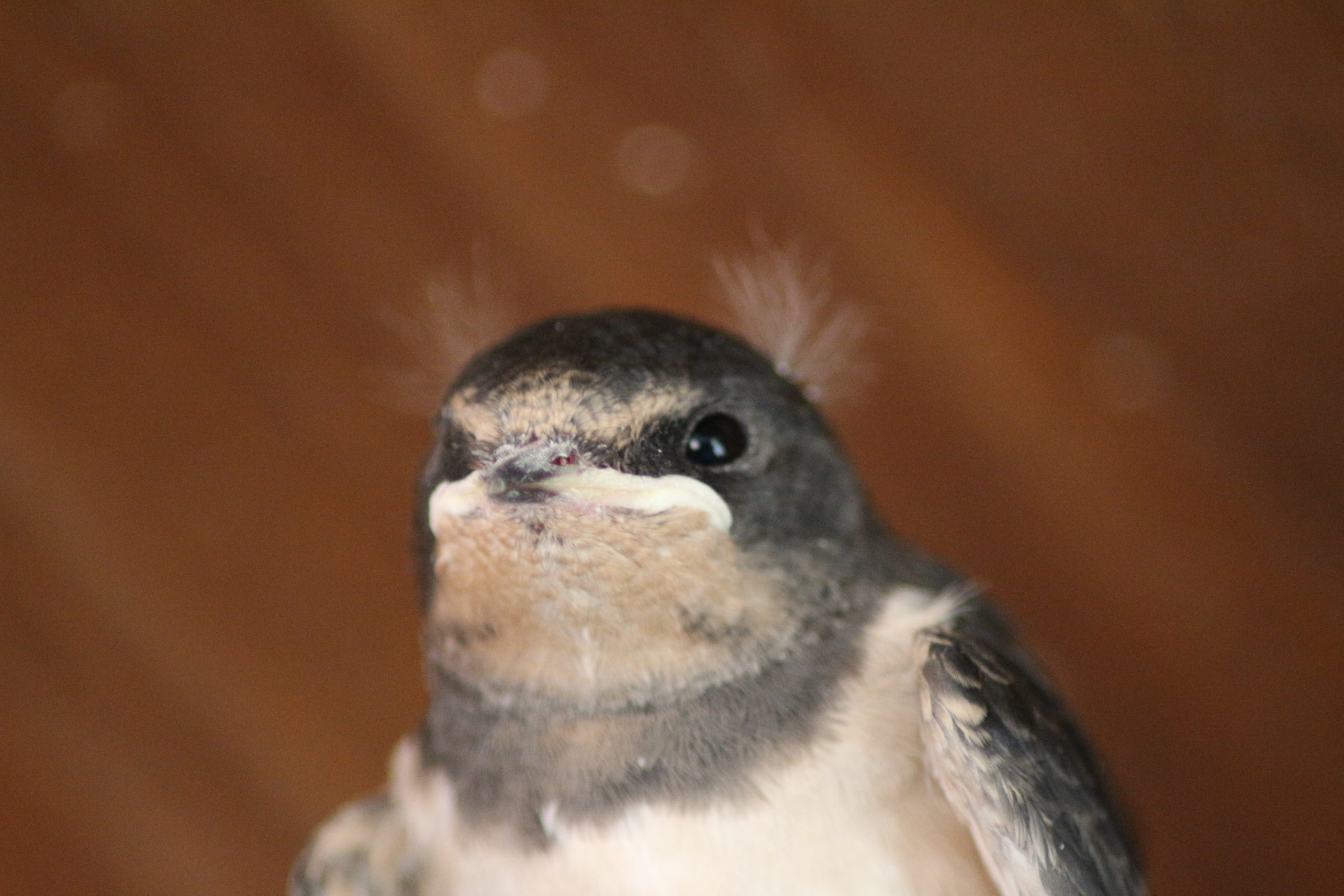 rondini in attesa del pasto