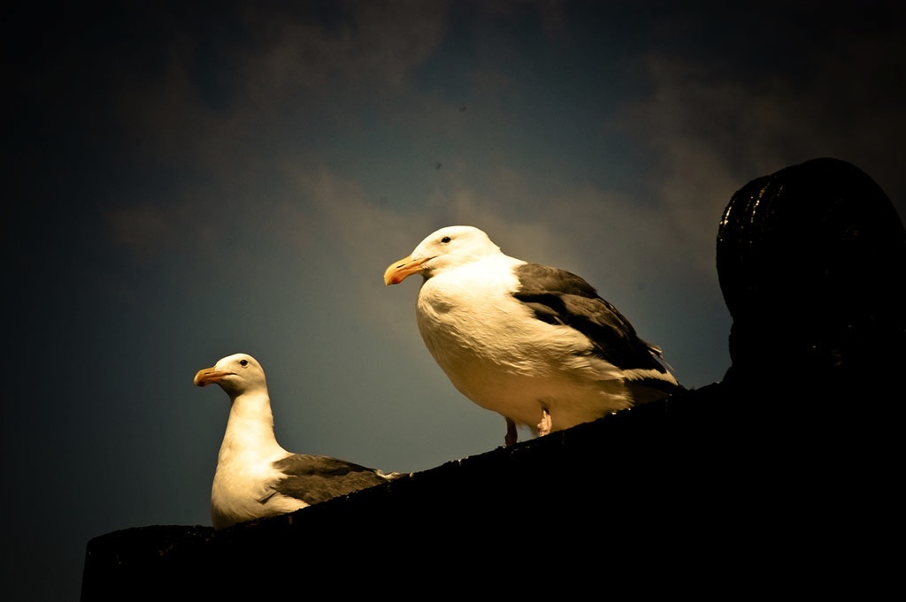 Seagulls