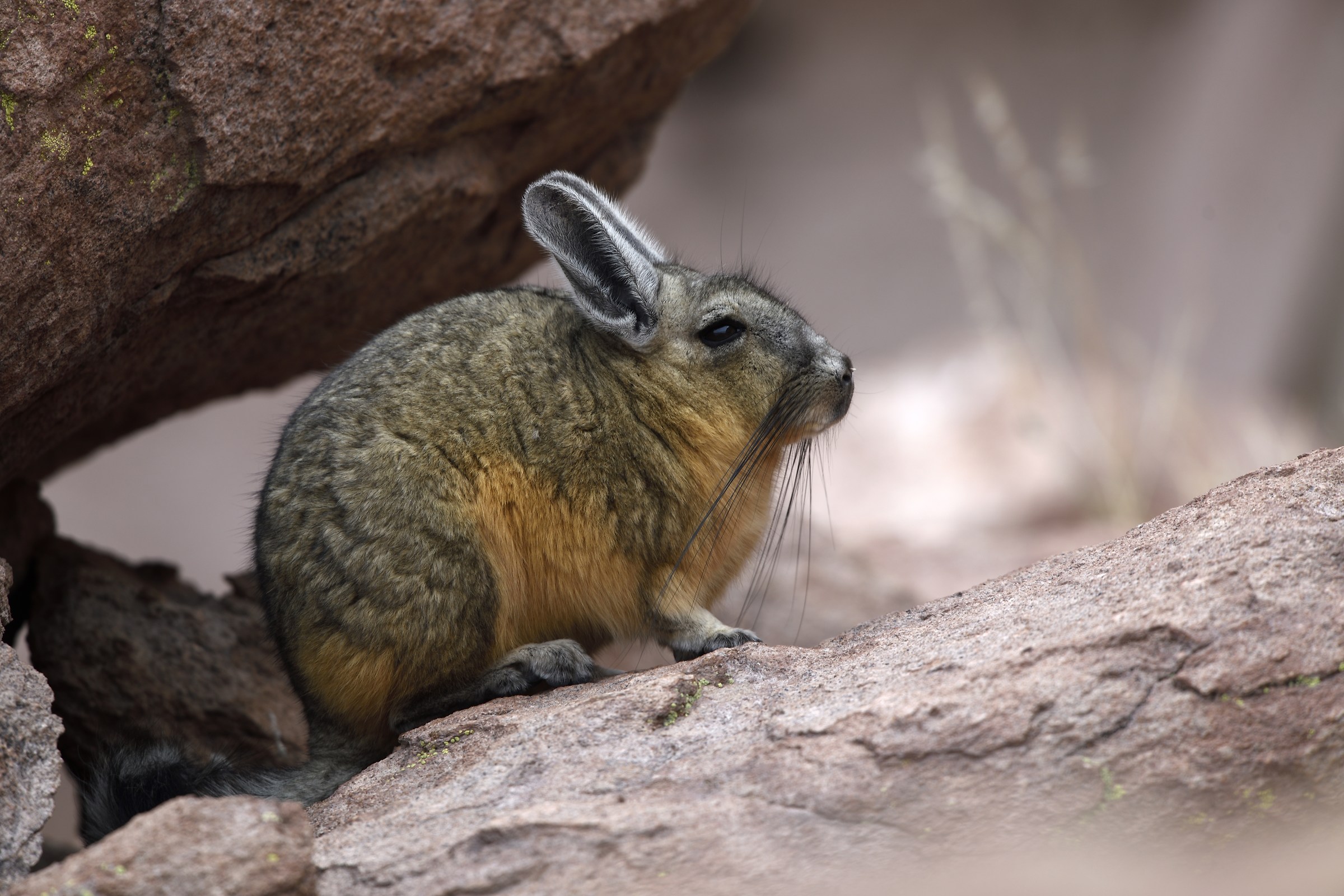 Viscaccia (north of Chile)