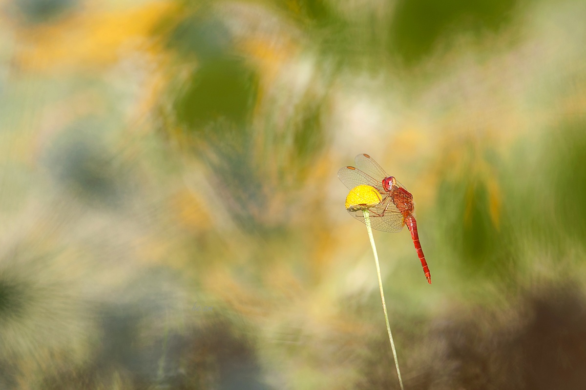 Dragonfly