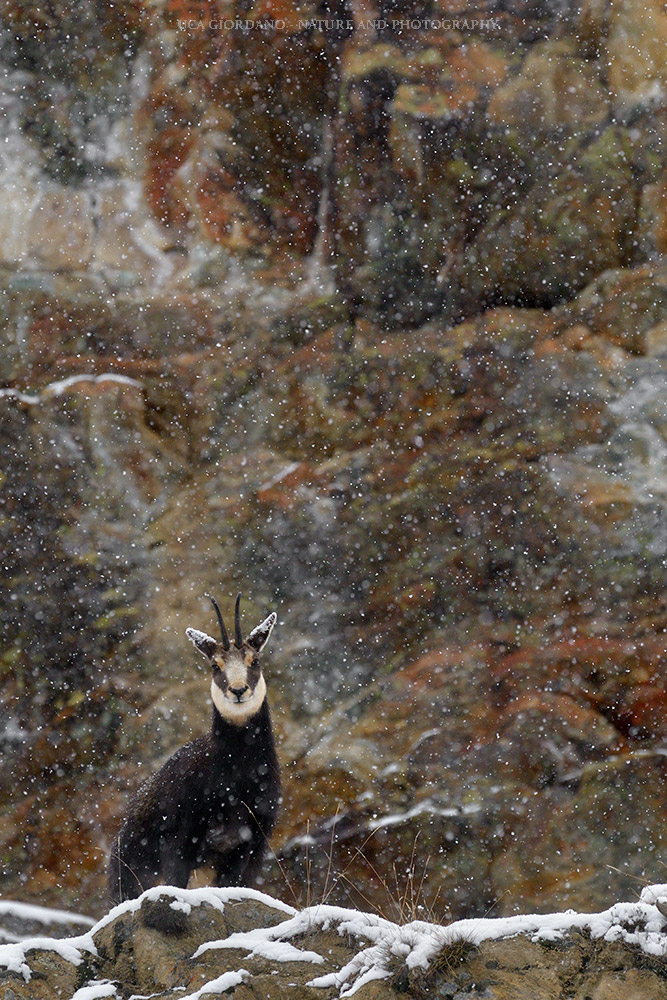 Alpine Suede-Alpine Chamois