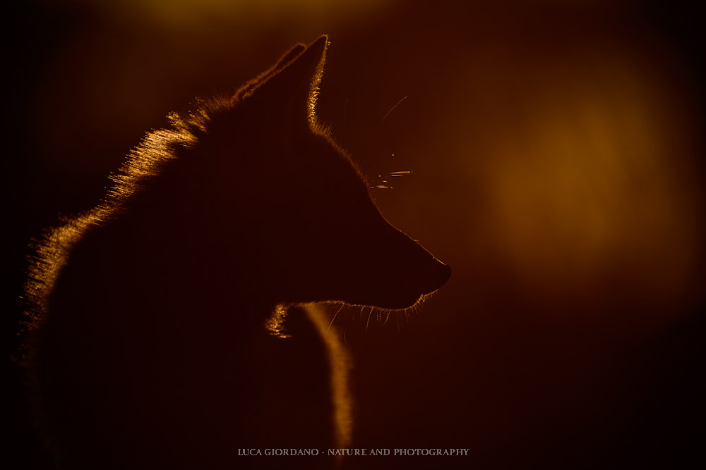 Fox-Red Fox